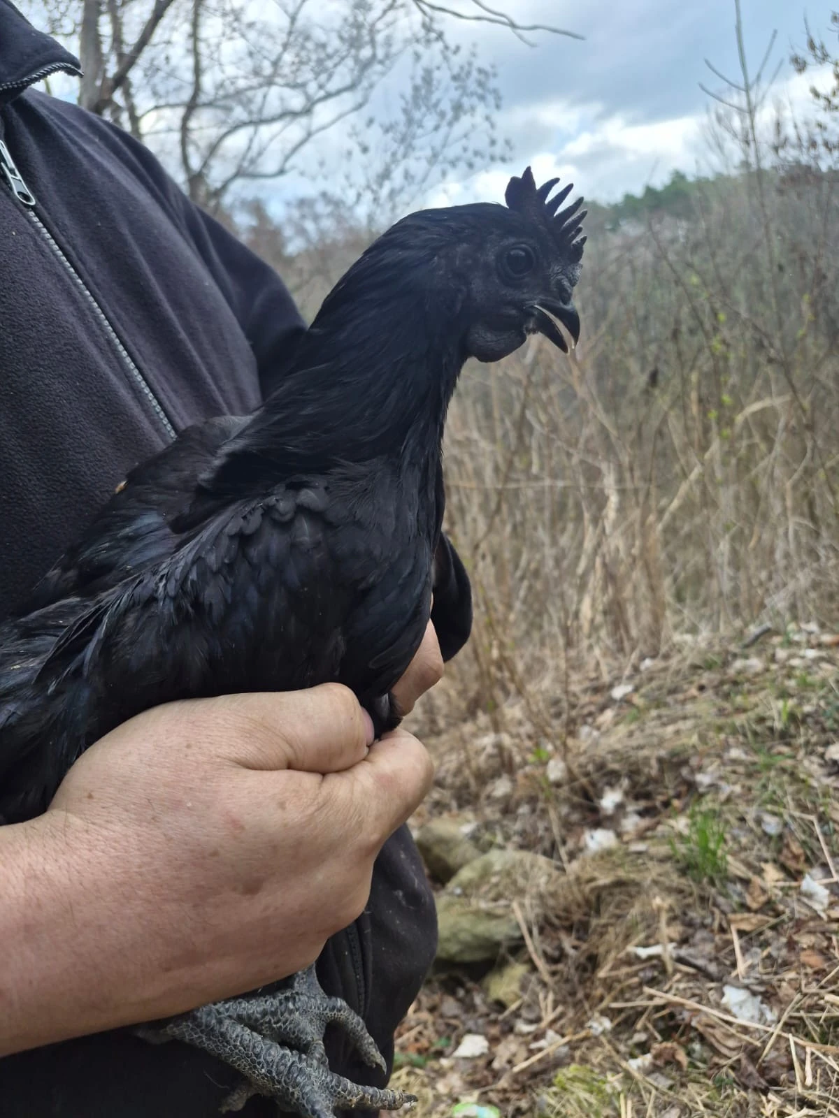 Mladí kohoutci Ayam Cemani