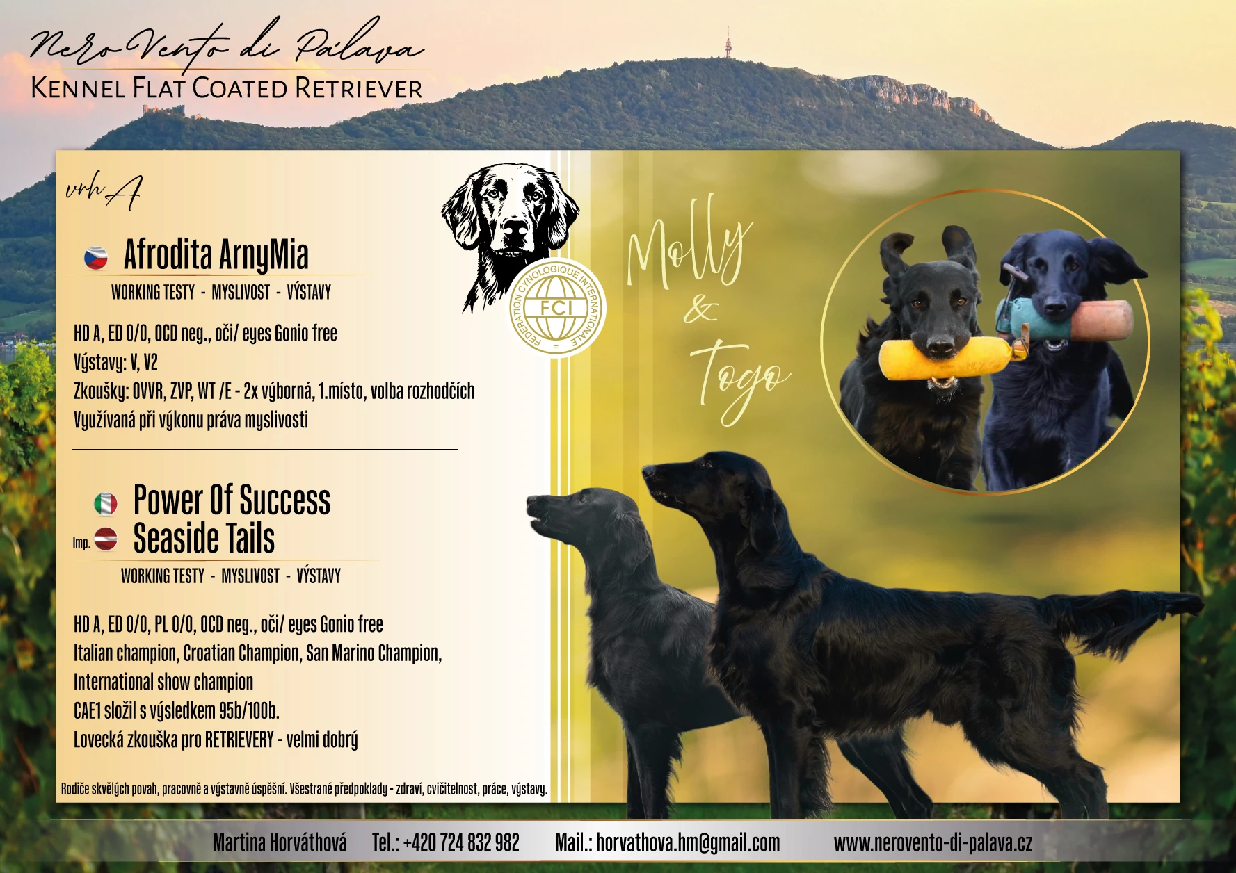 Štěňátka Flat Coated Retriever