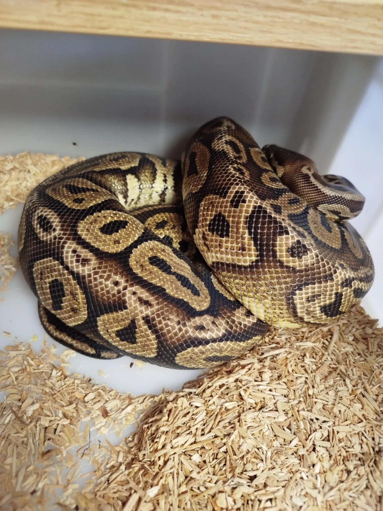 Black pastel pastel het DG