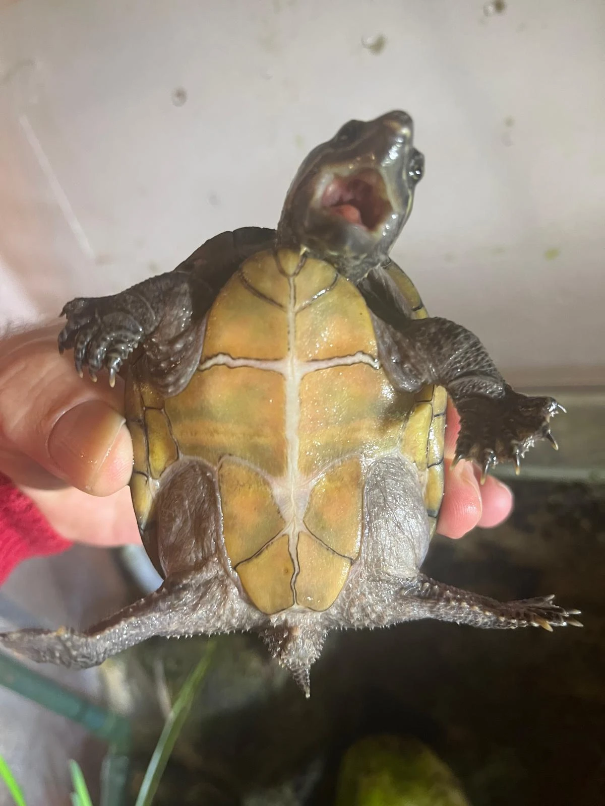Klapavka obecná dospělá samice (Sternotherus odoratus)