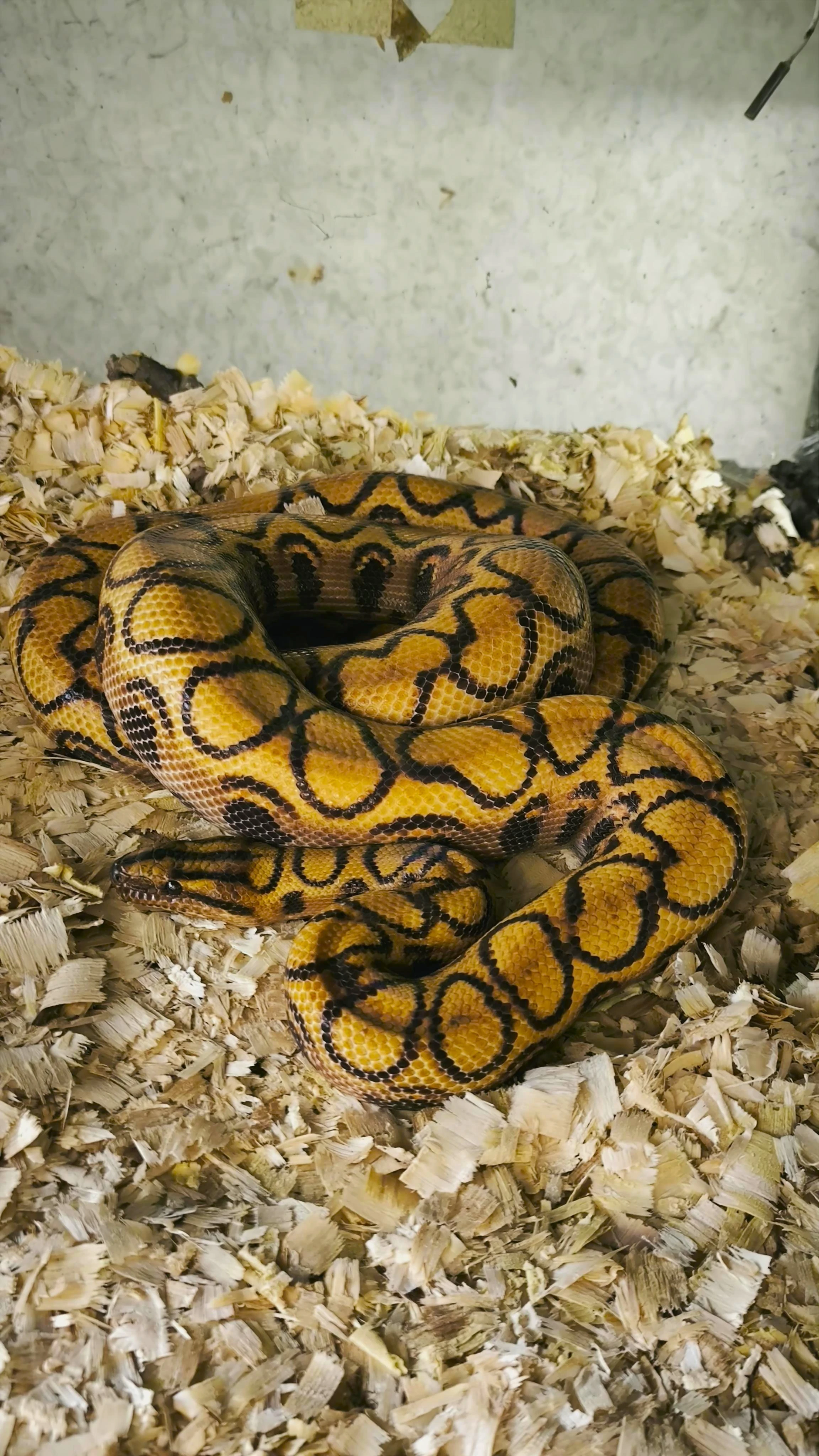 Hroznýšovec duhový semeček - E. cenchria cenchria