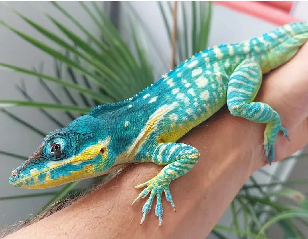 Ostrava 29.3 Anolis potior, baracoae, chamaeleolis, thamnophis