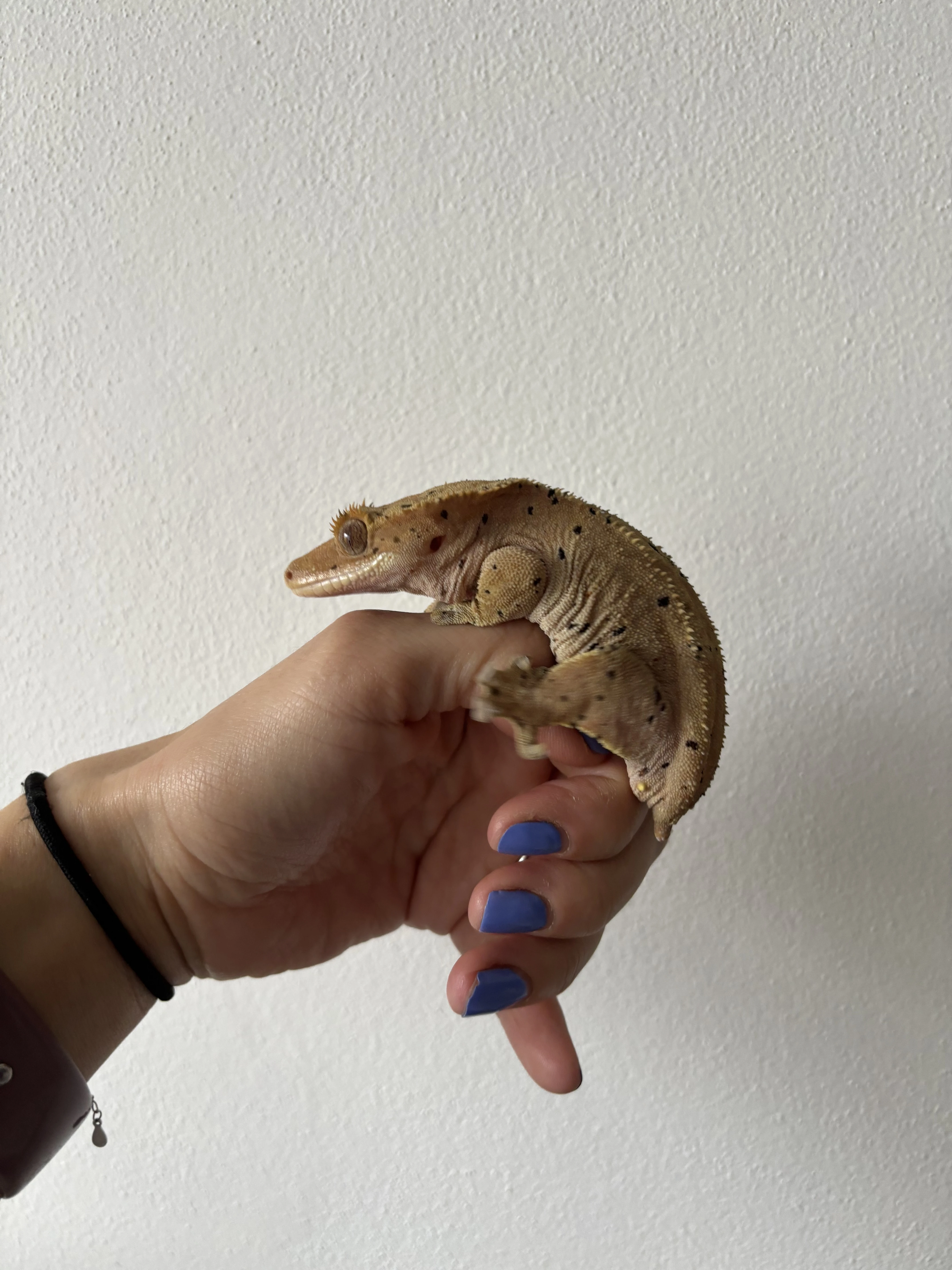 Samička pagekona řasnatého