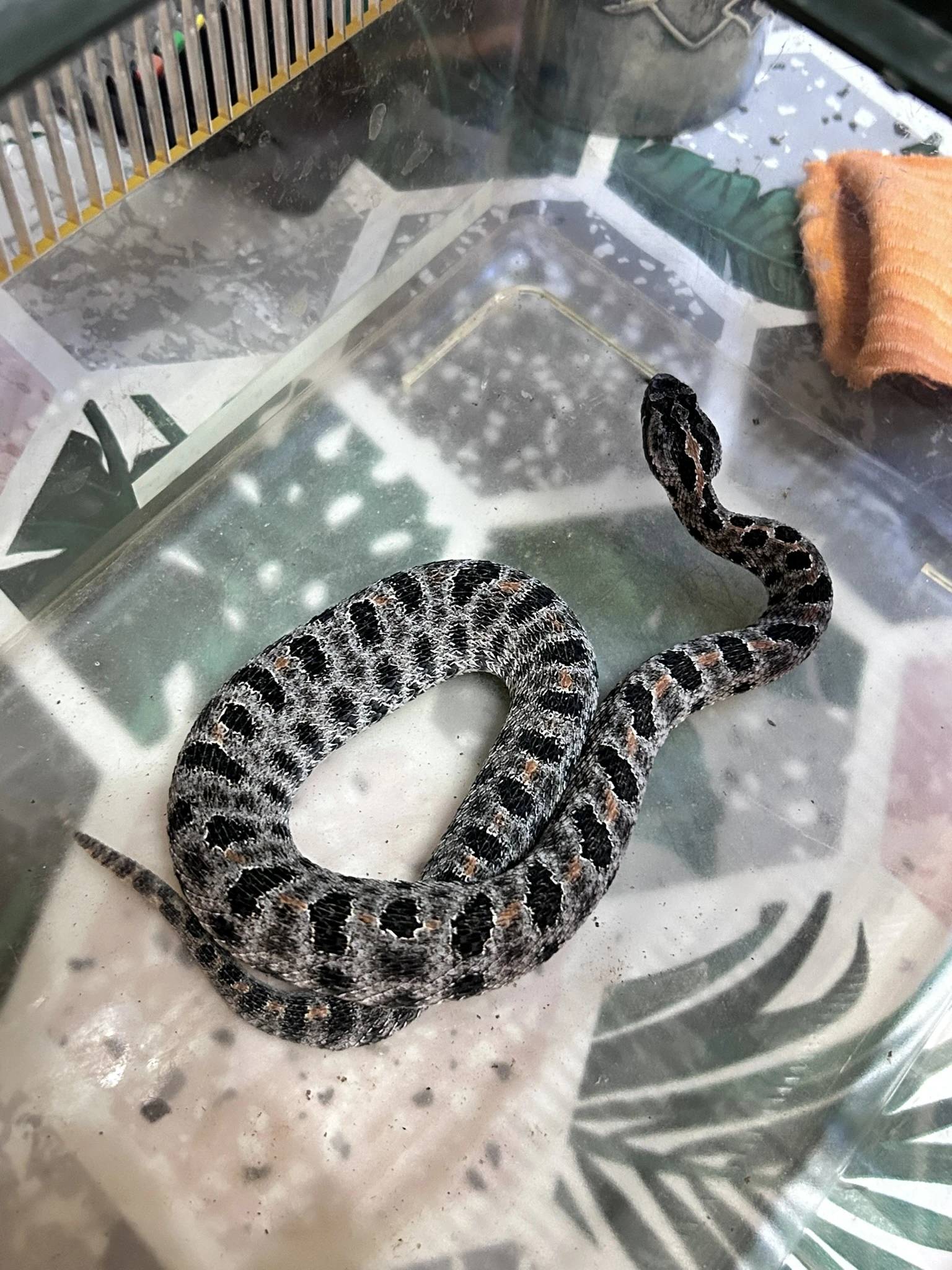 A. Squamigera 1.1, Sistrurus M. Barbouri 1.1