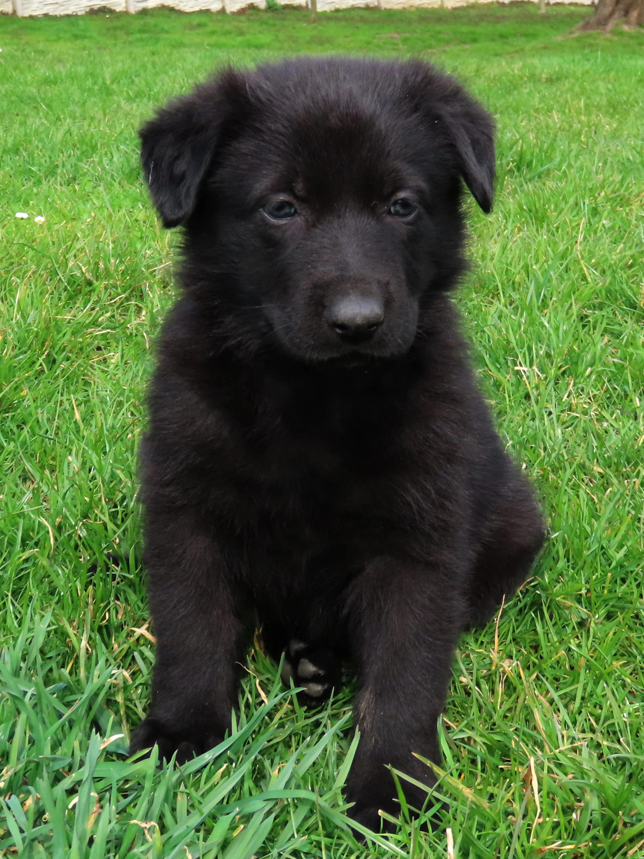 Německý ovčák s PP - černá fenka