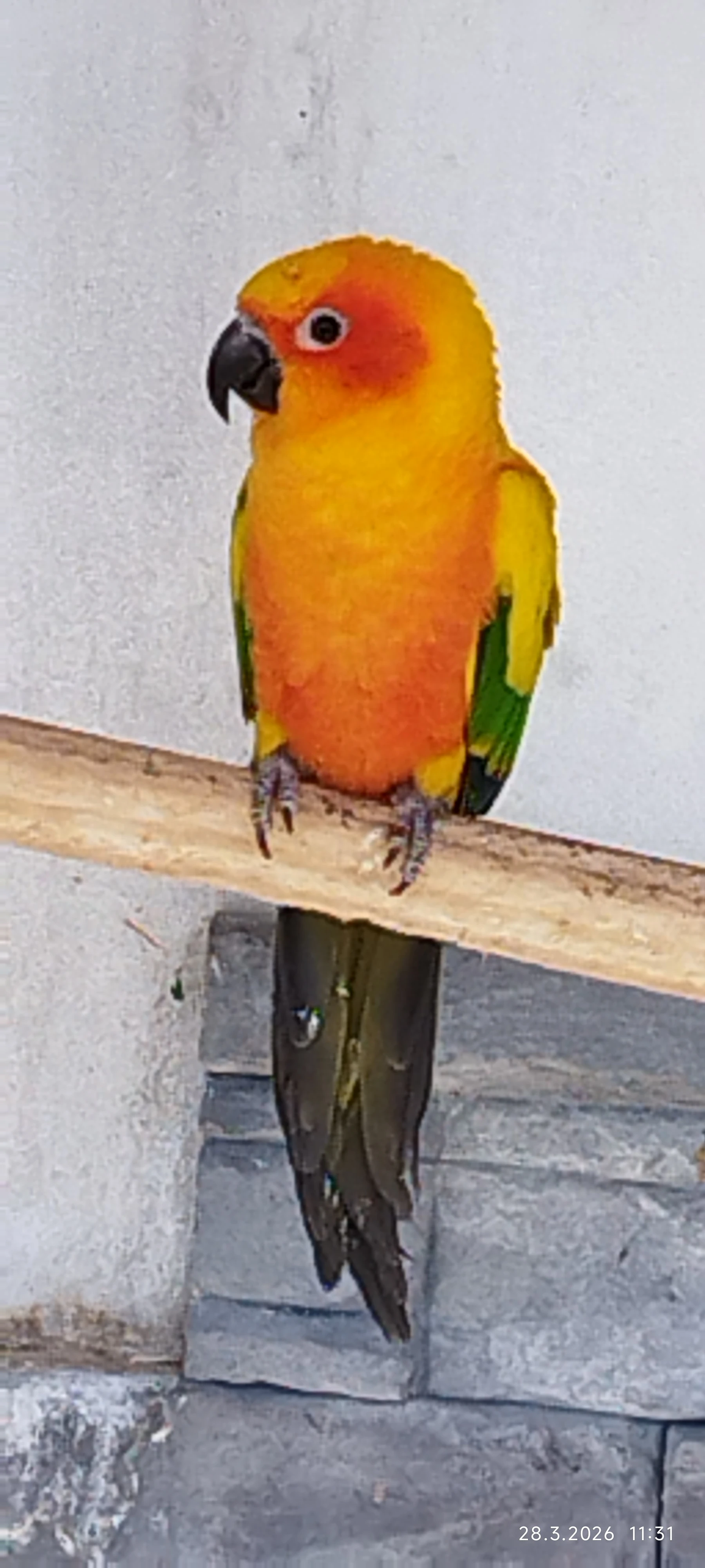 Prodej samce Aratinga sluneční