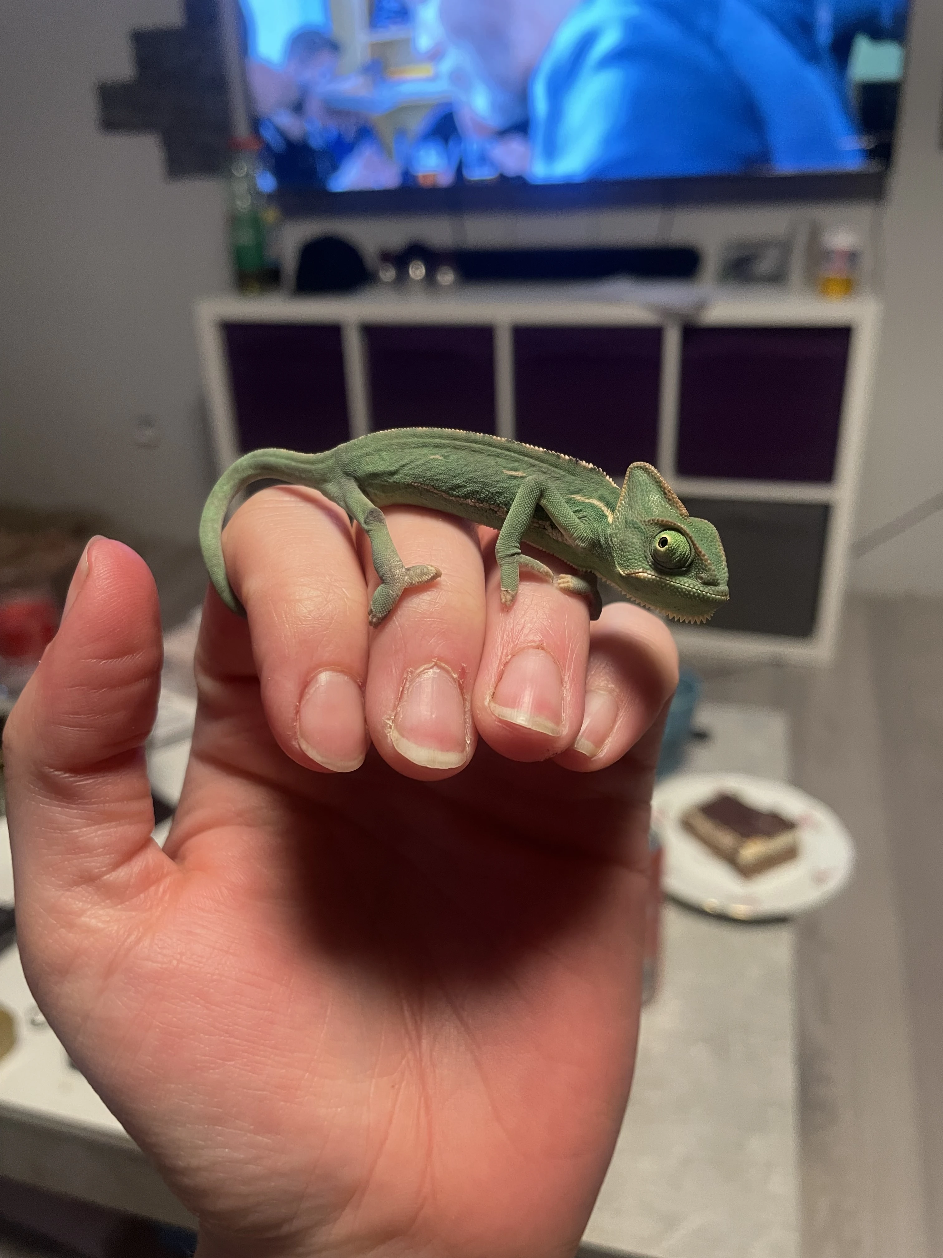 Chameleoni narozeni leden únor