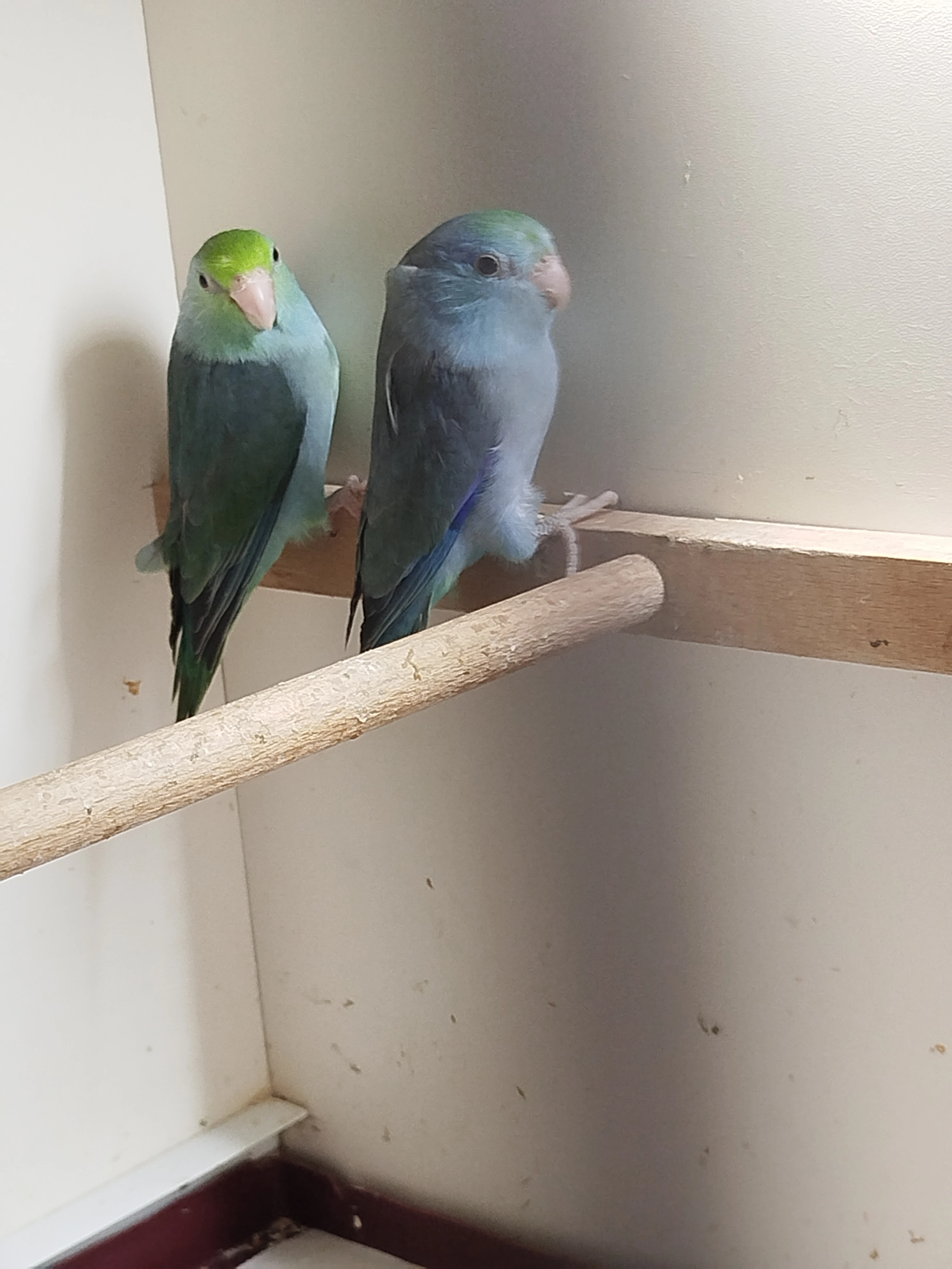 Papoušíček šedokřídlý