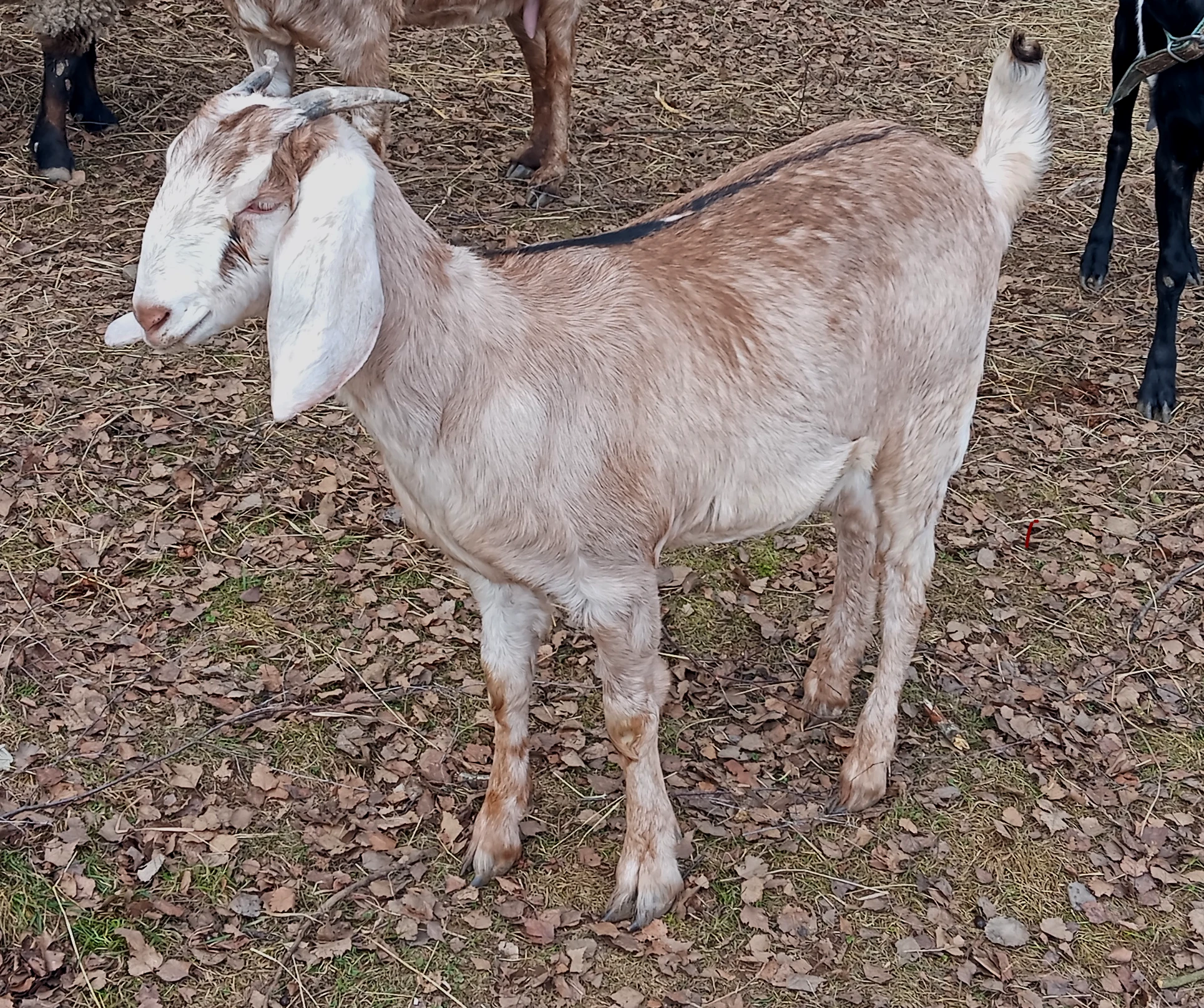 Prodám kozy plemene Anglonubijská koza