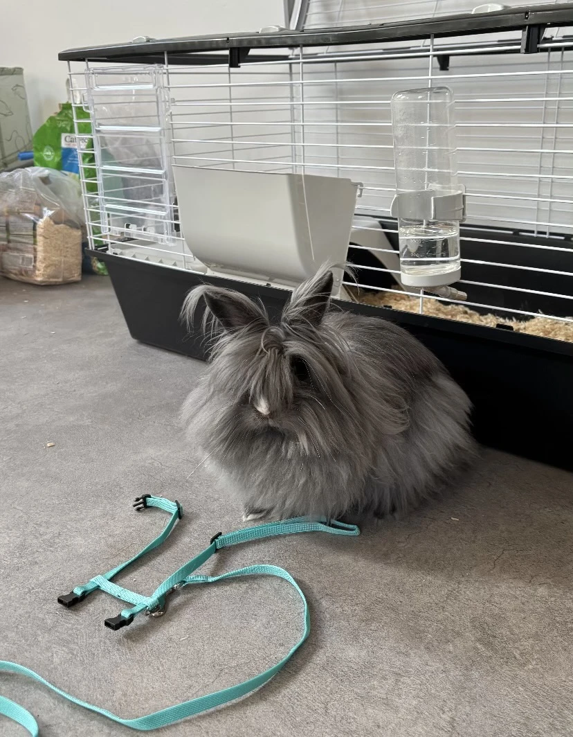 Březí samička- spěchá