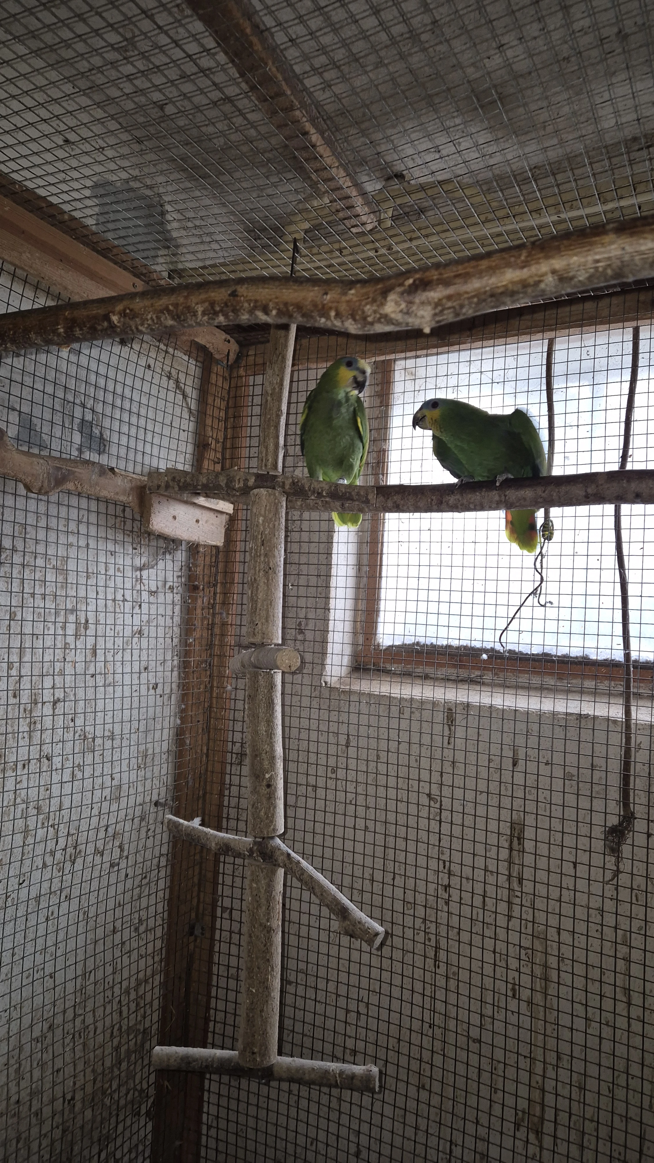 Amazoňan oranžovokřídlý