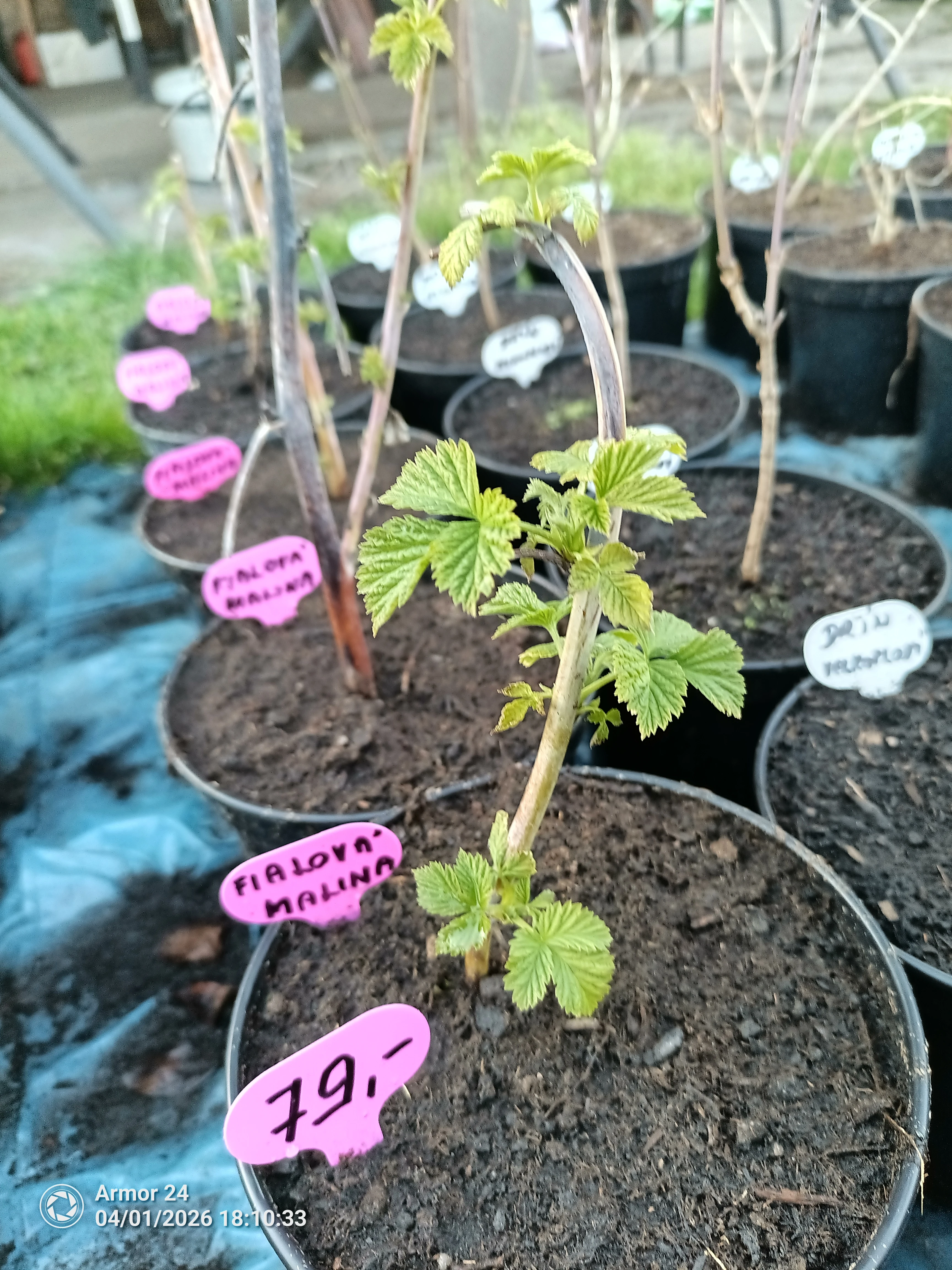 Maliník Glen Coe fialový