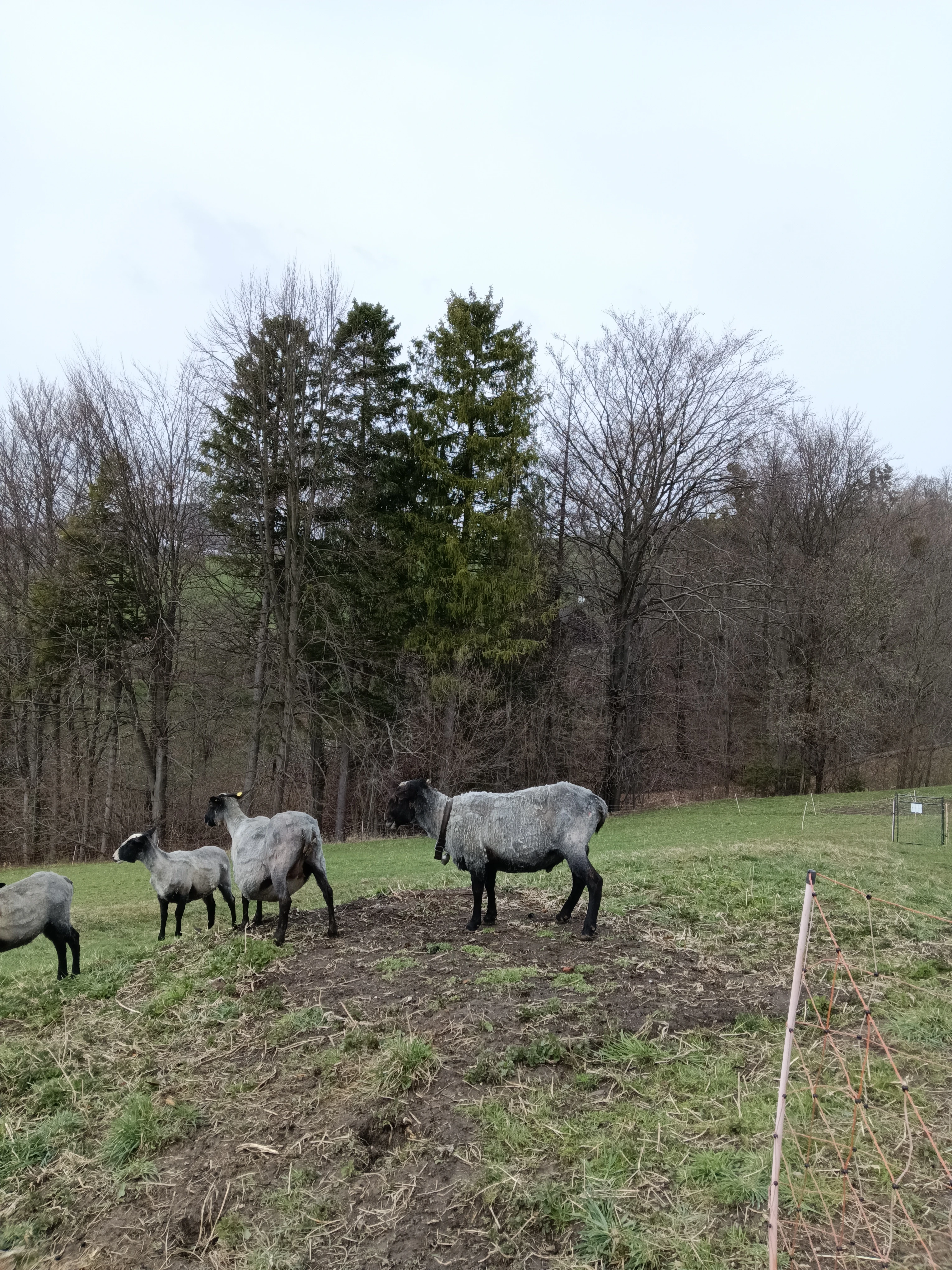 Prodám chovného berana s PP, linie Rauch