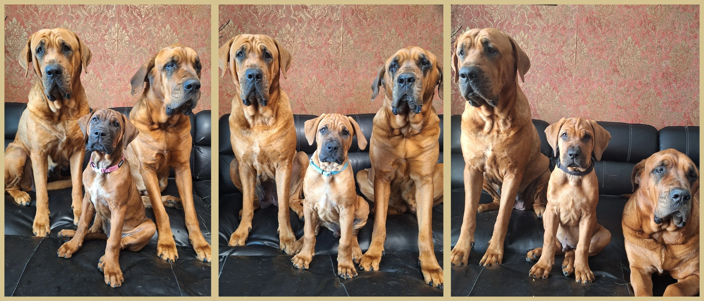 Tosa inu s PP - štěňátka ihned k odběru 