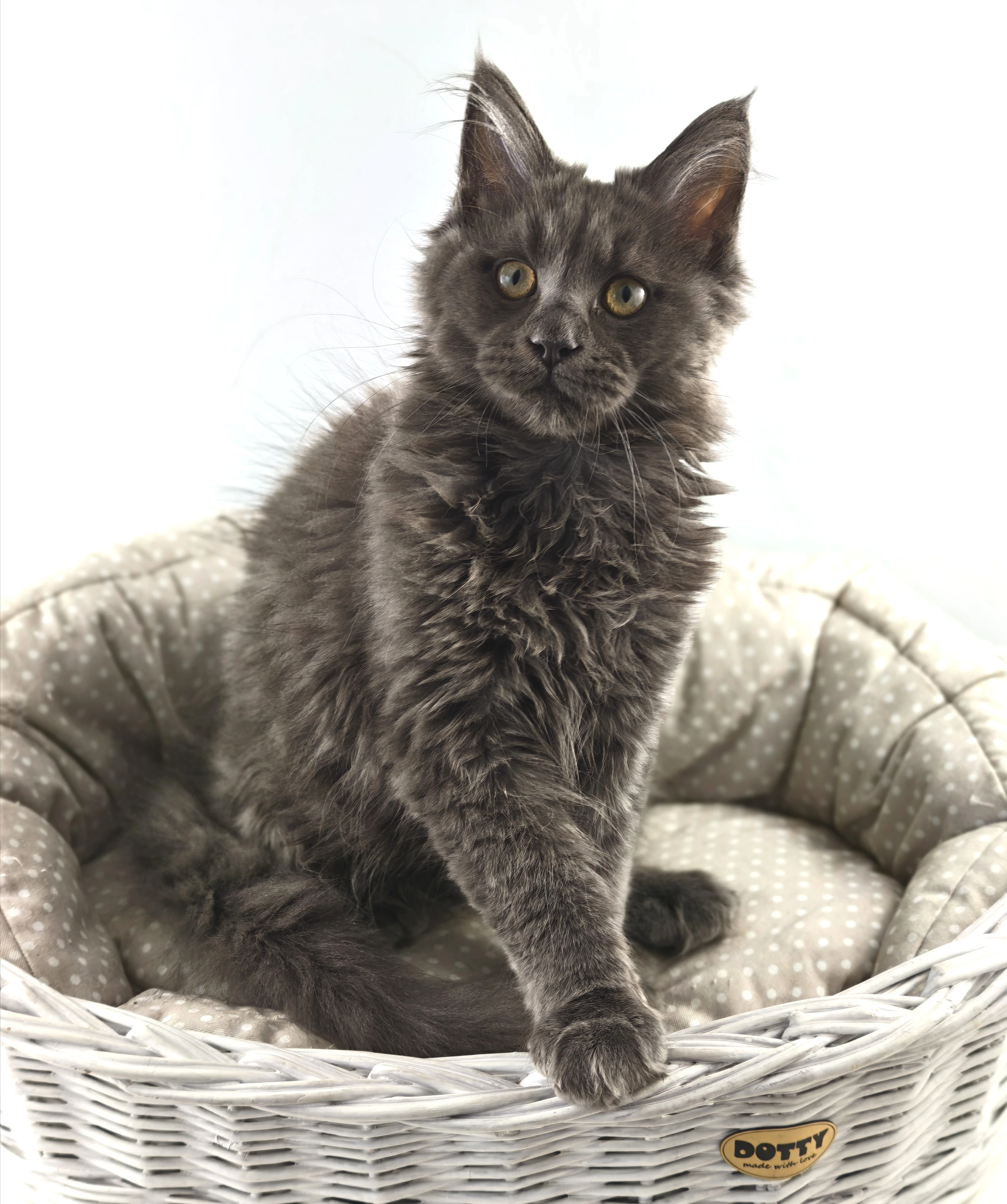 Mainský mývalí kocourek s PP