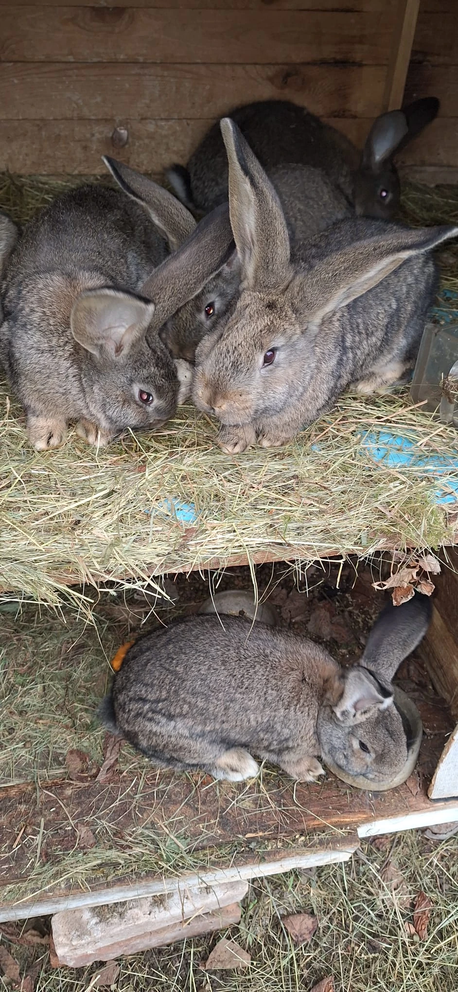 Belgický obr - samec