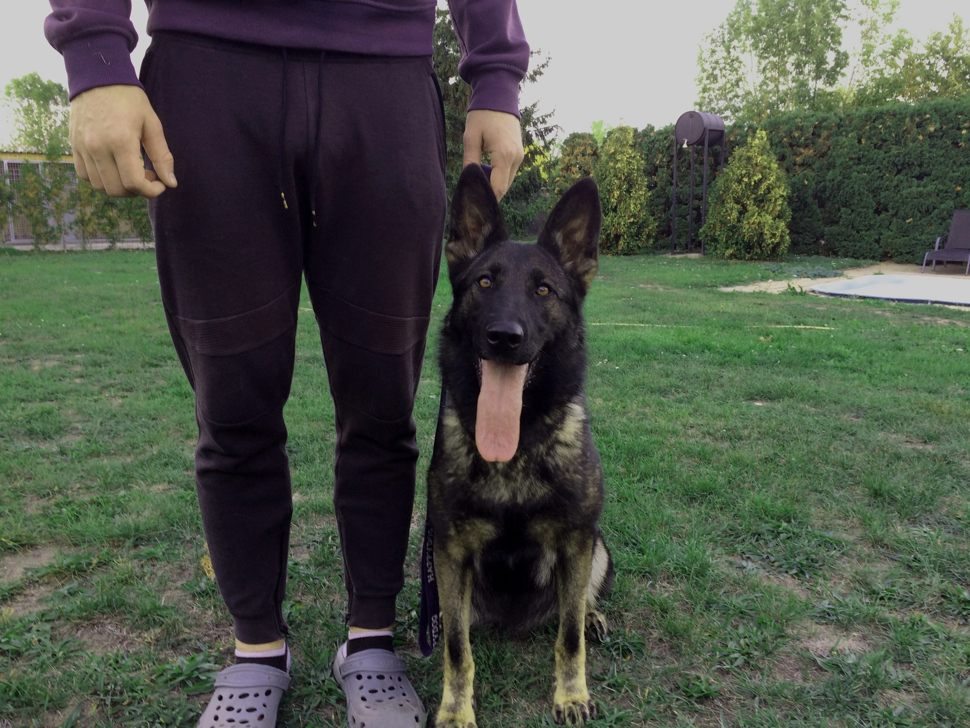 Německý ovčák fena na hlídání objektů a nemovitostí