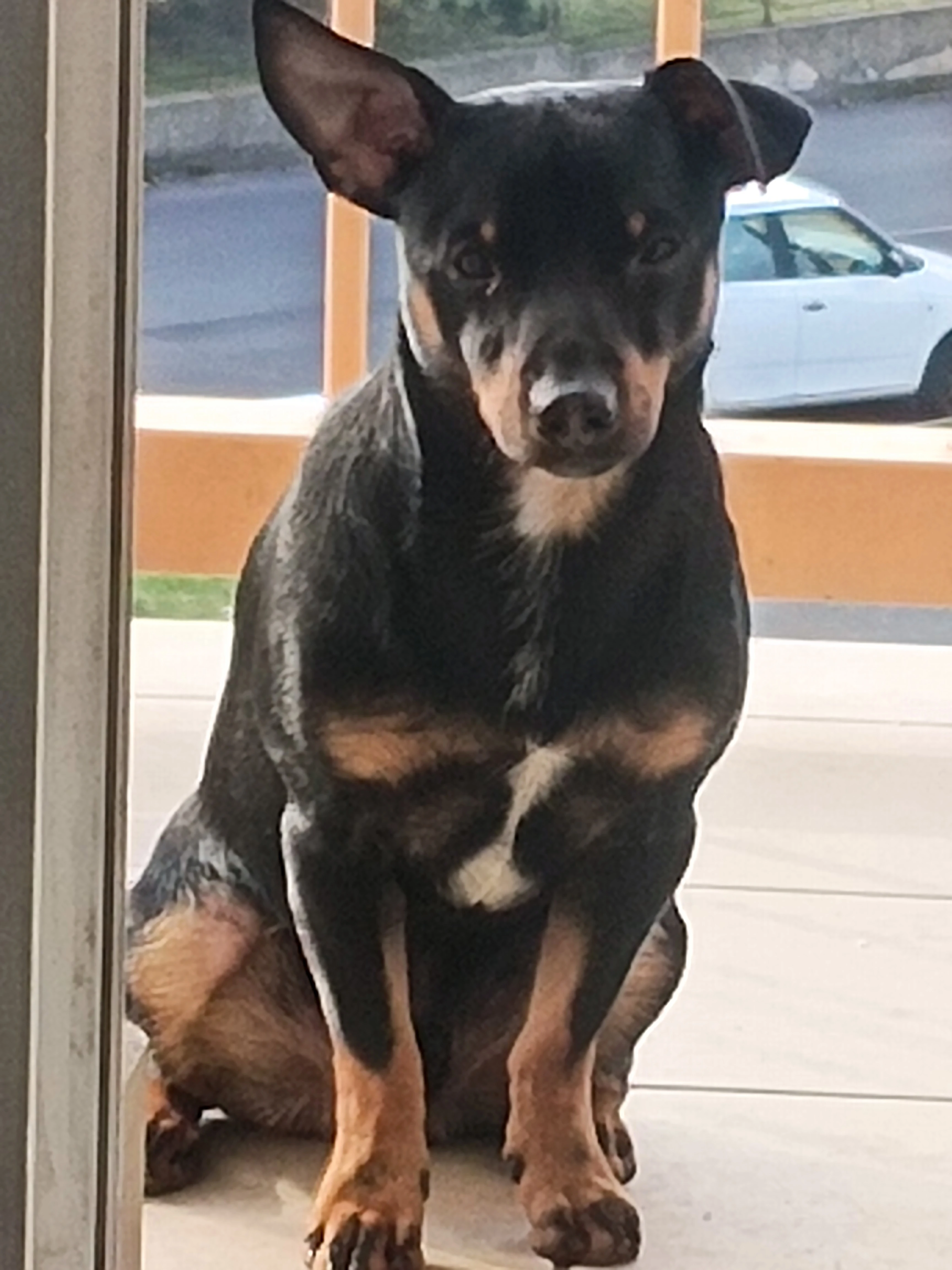 Trpasličí pinč křížení