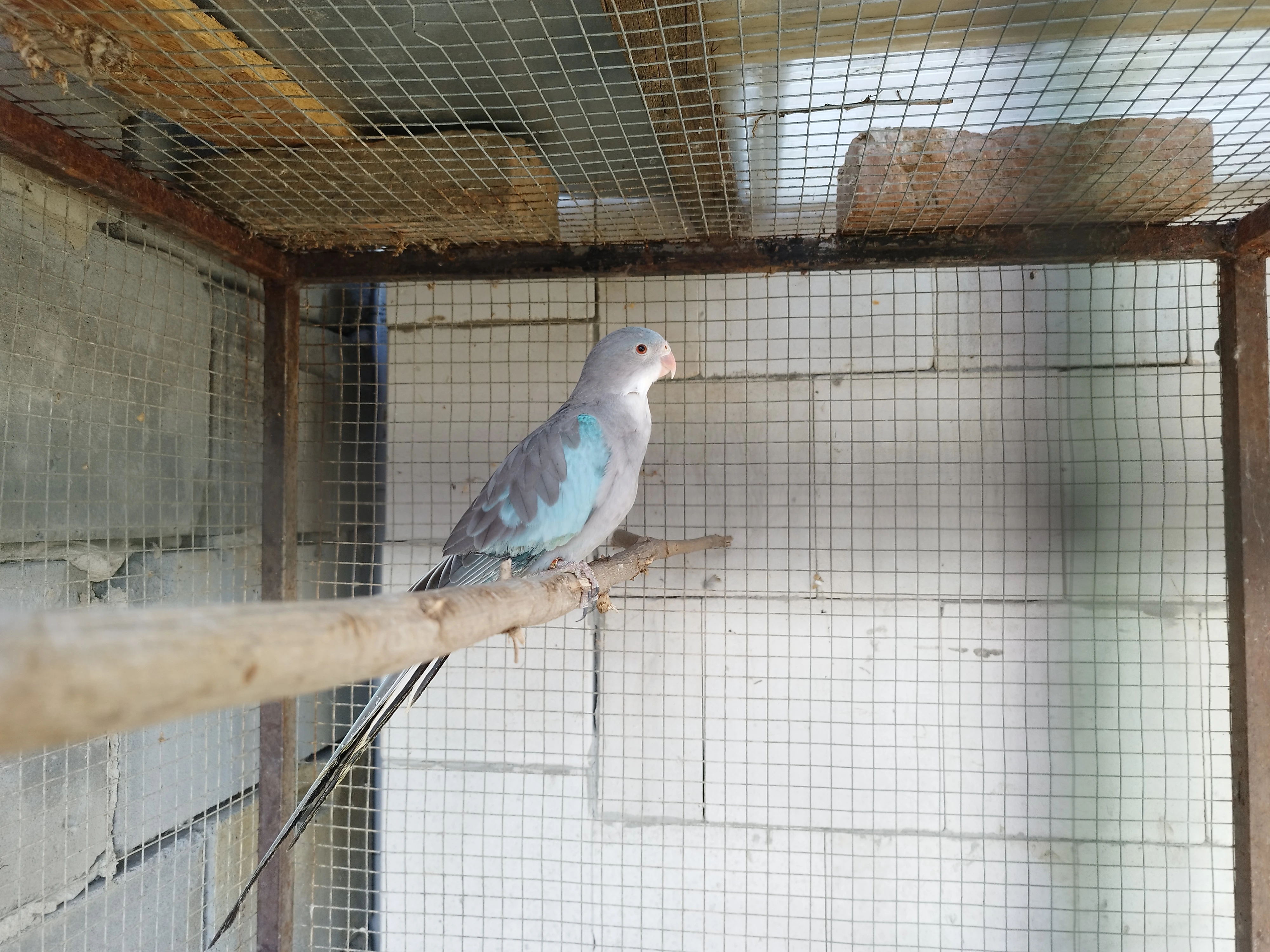 Prodám papoušek alexandr modrý 0.1