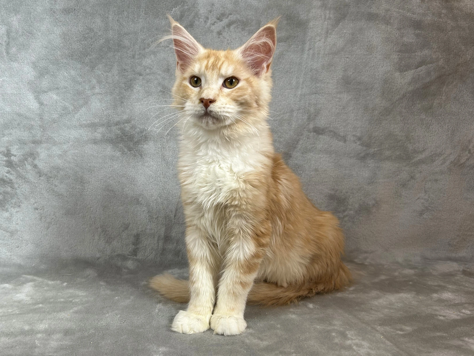 Kočička - Mainská mývalí - s PP