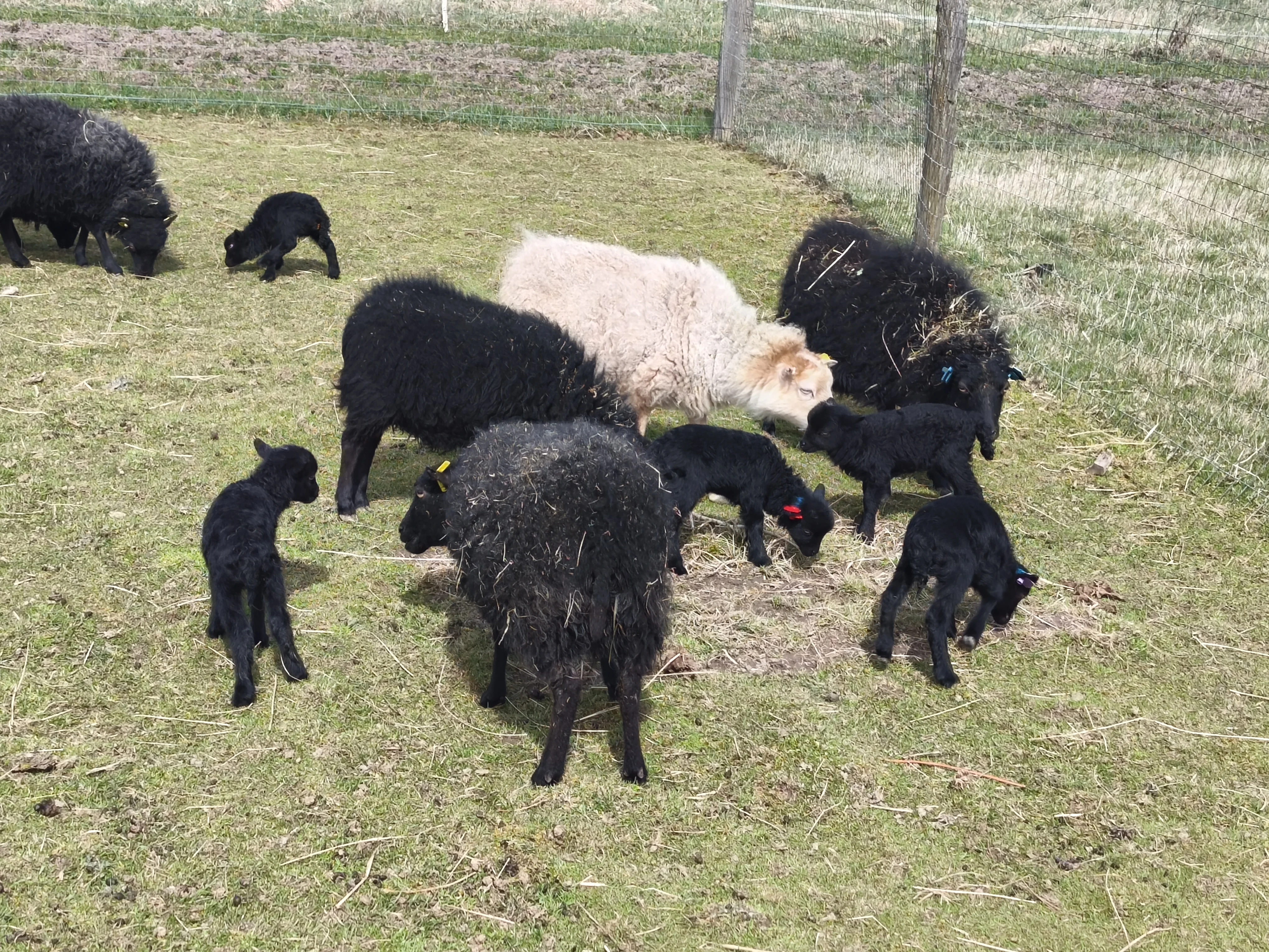 Ouessantské ovečky a beránci s PoP