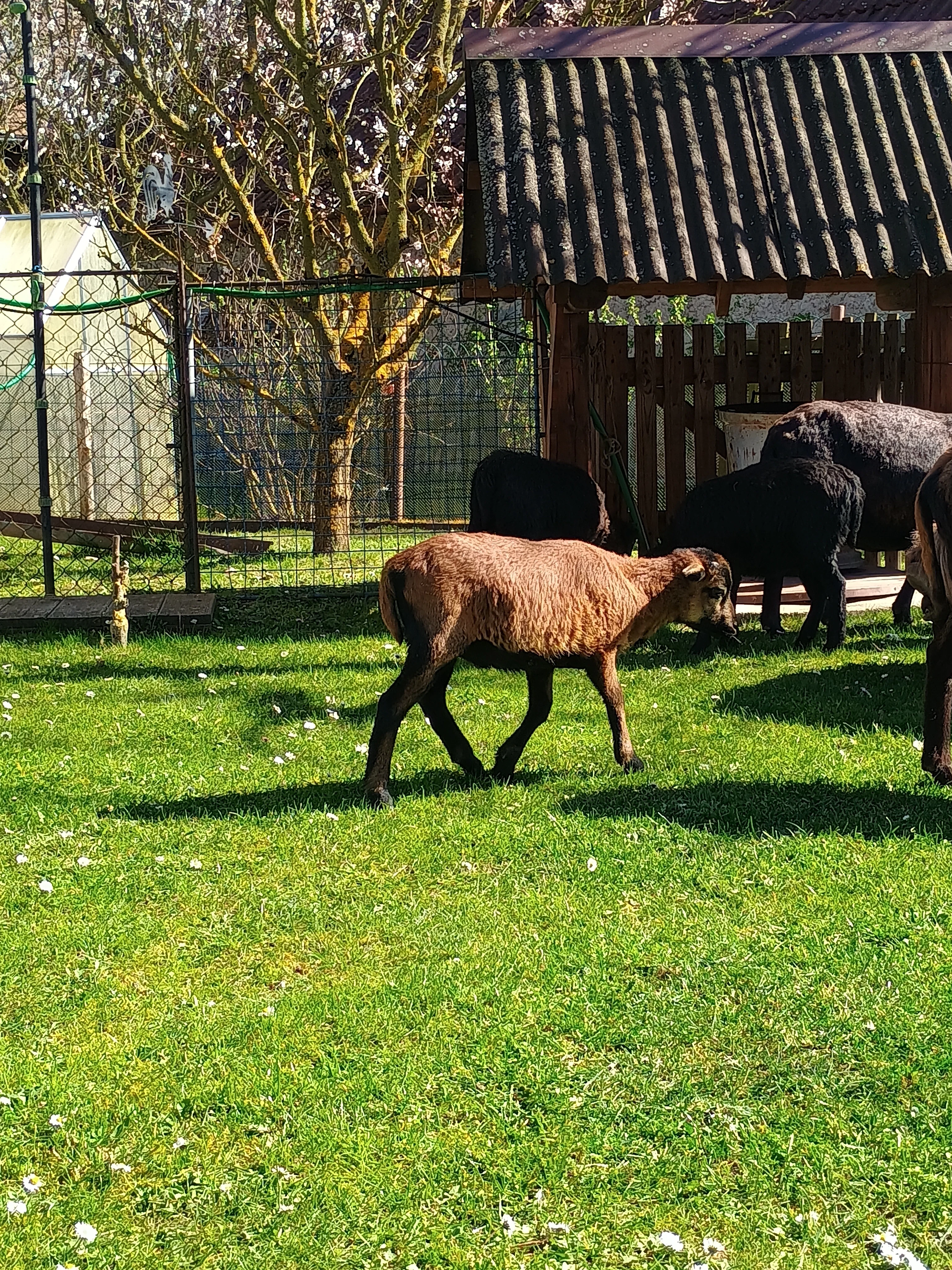 Kamerunský beránek
