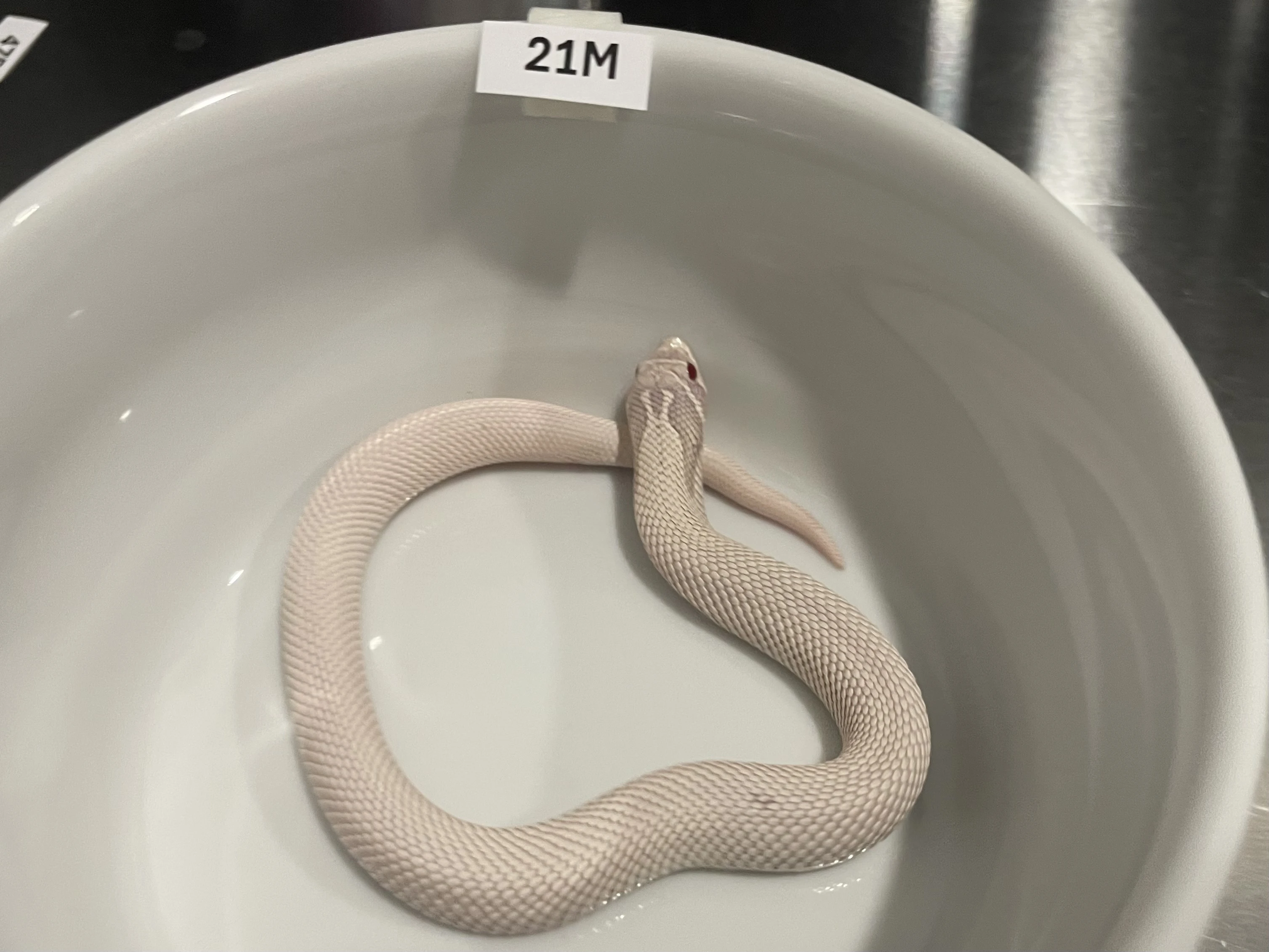 Heterodon nasicus NZ2025