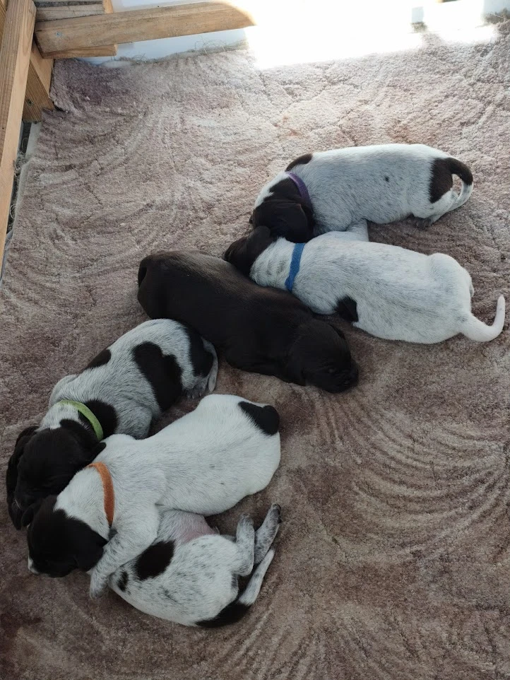 Štěňata německého krátkosrstého ohaře vrh "C"