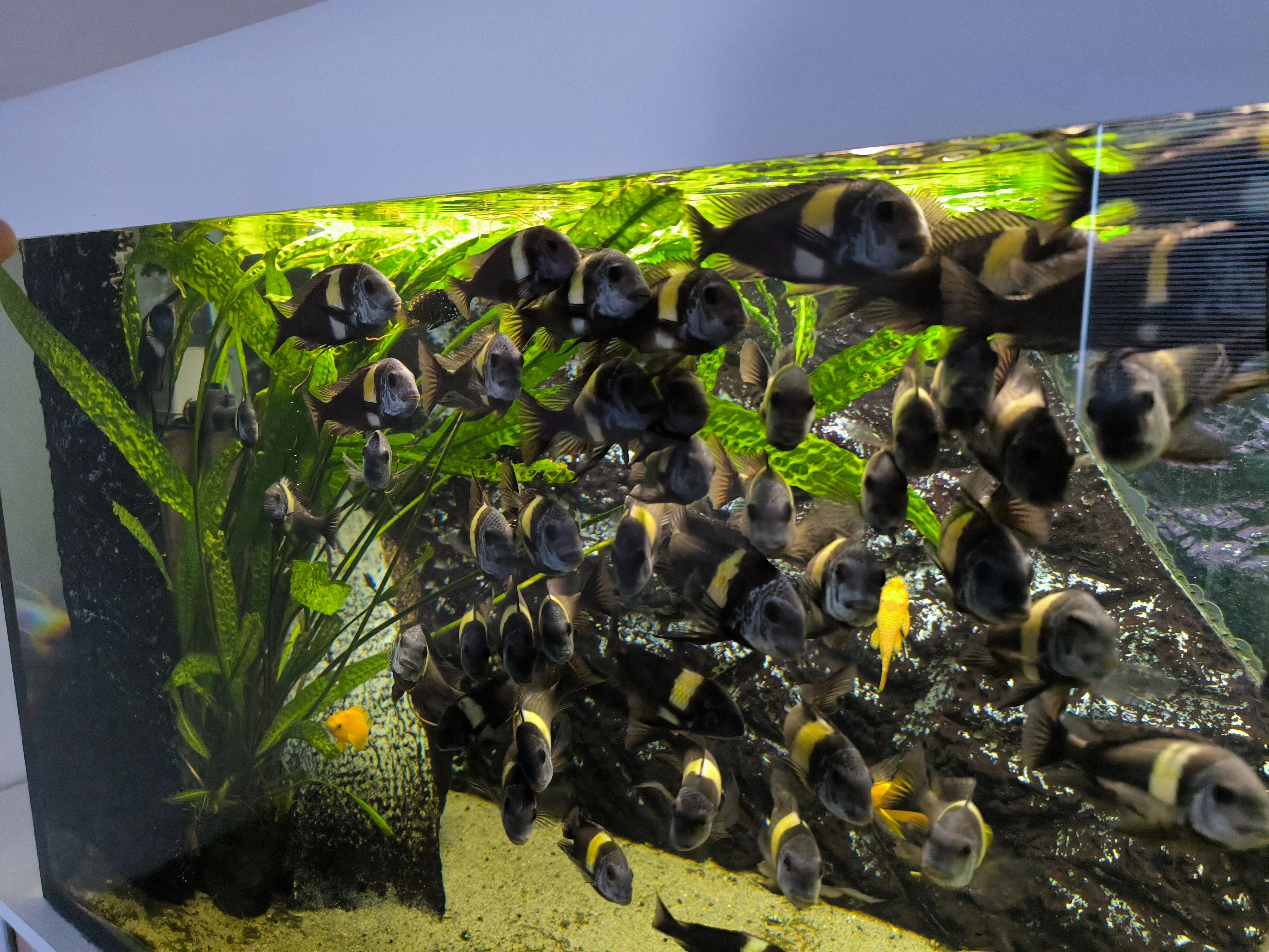 Tropheus Duboisi Maswa