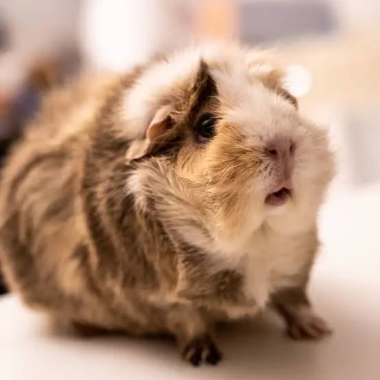 Sháním 2 mláďata samice morče rozetové nebo peruánské