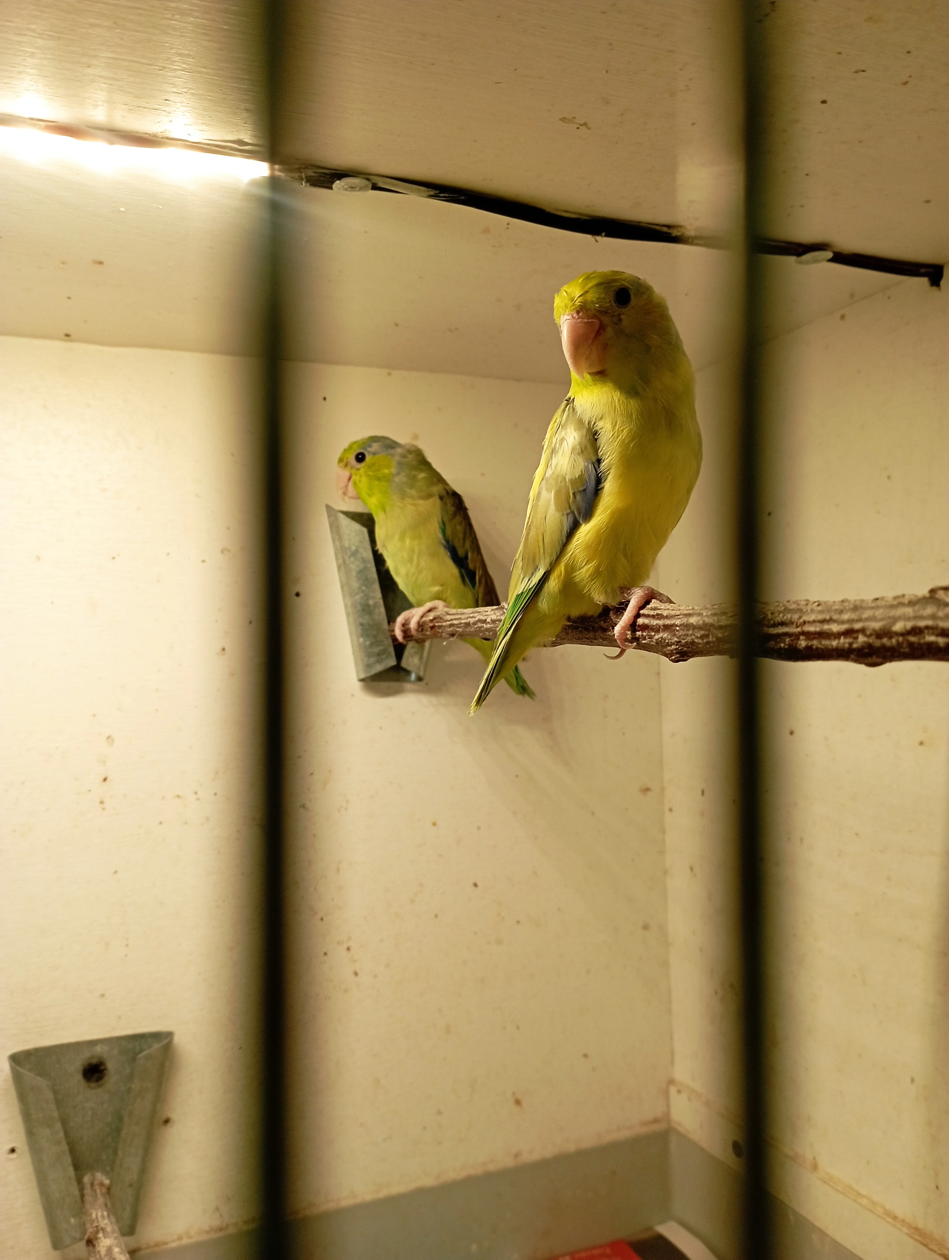 Papoušíček šedokřídlí