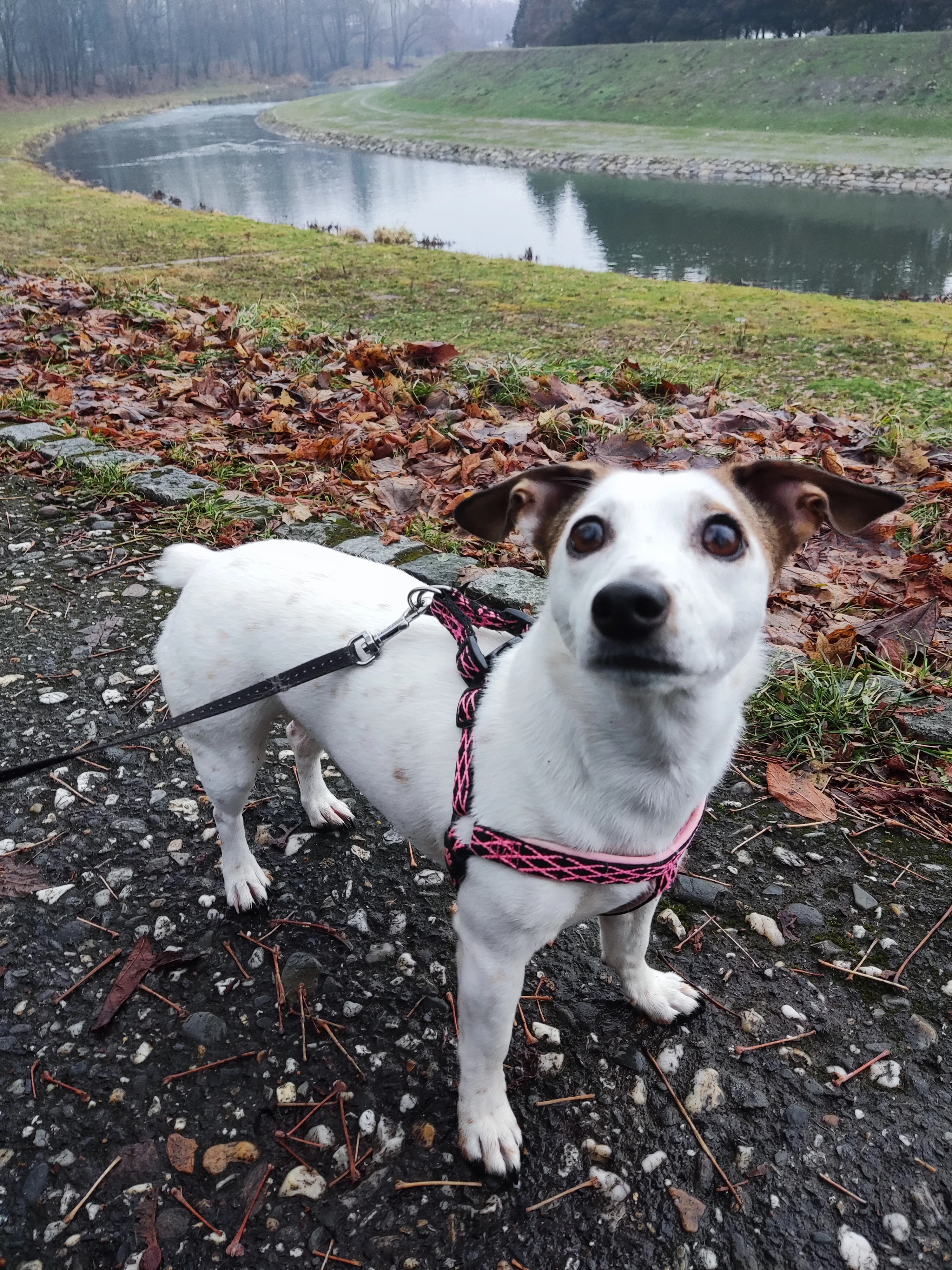 Daruji fenku Jacka Russella