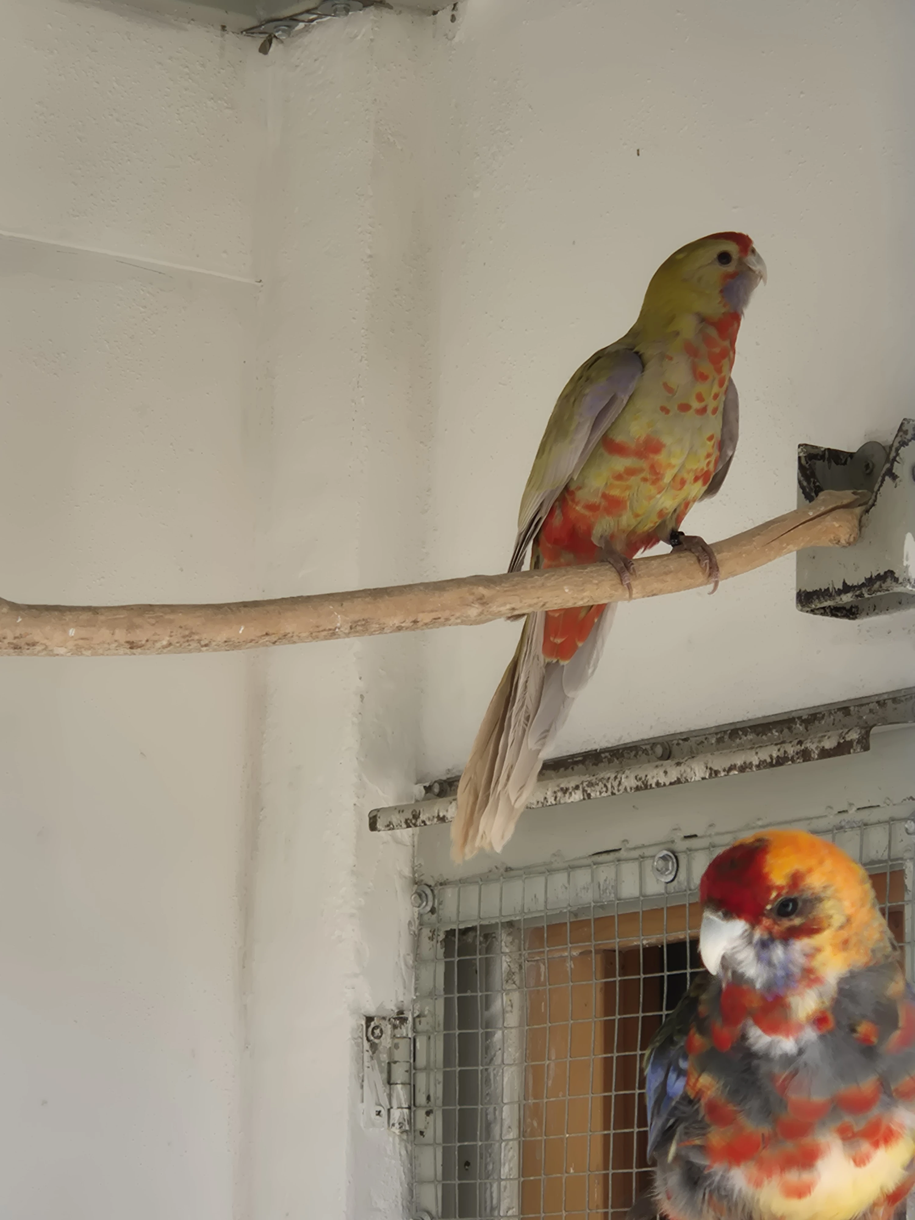 Samice penant straka