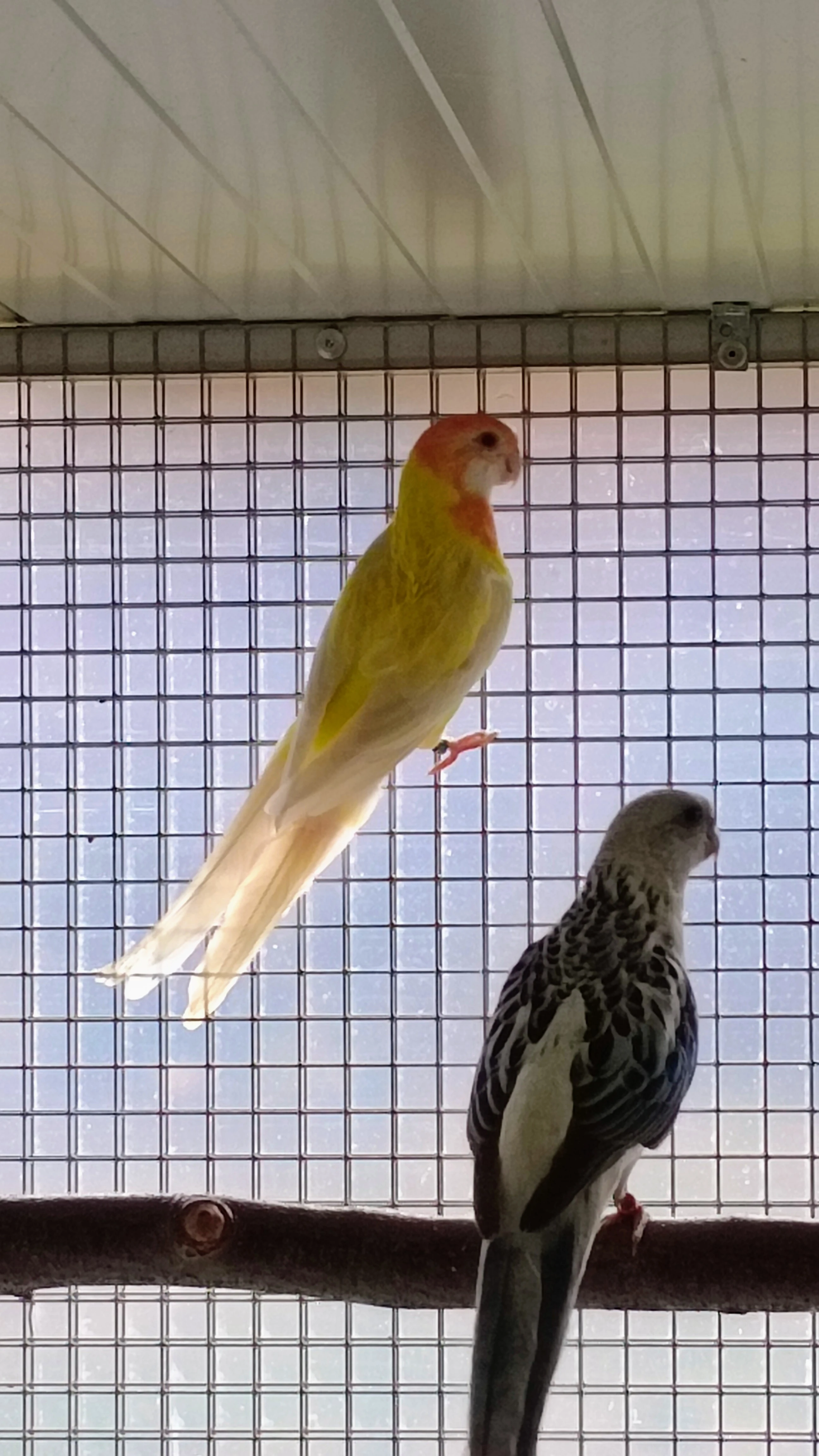 0,1 rozela modrá opalin