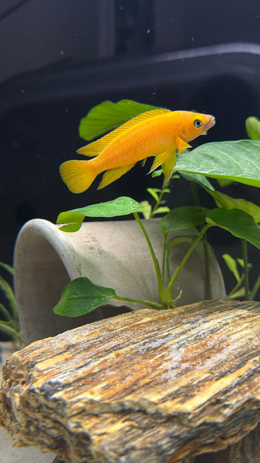 Neolamprologus leleupi