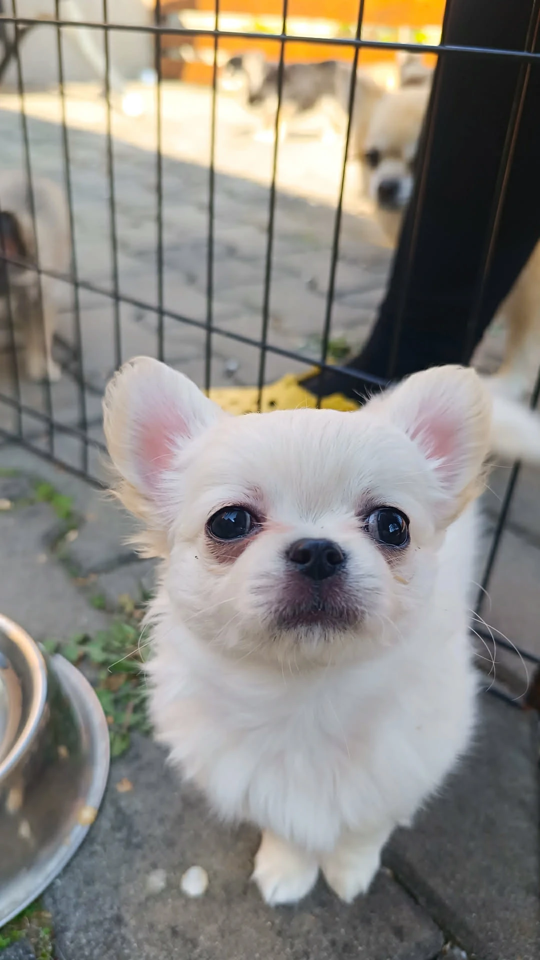 Čivava s PP dlouhosrstá