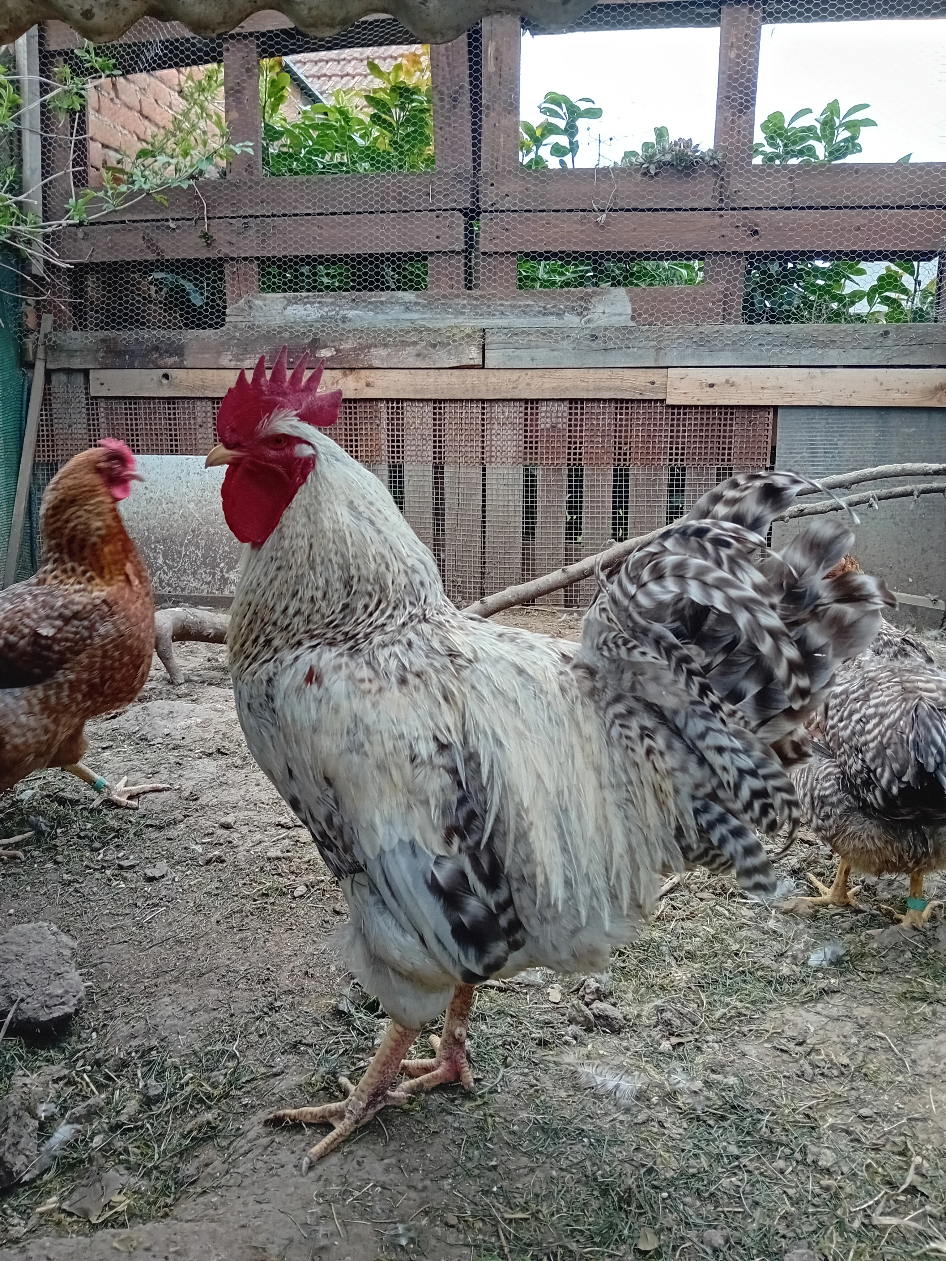 Bielefeld stříbrný