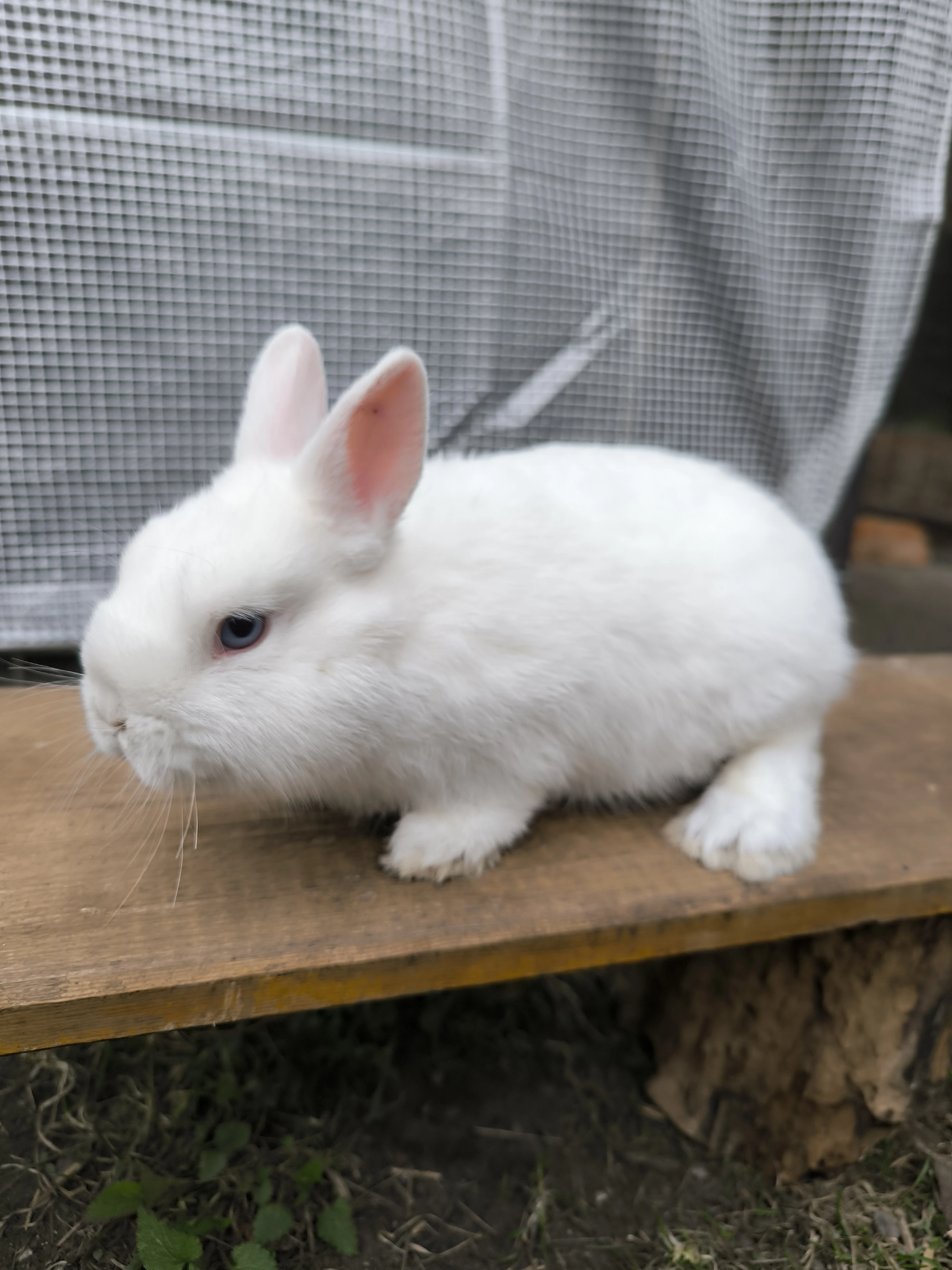 Samec hermelín modrooký