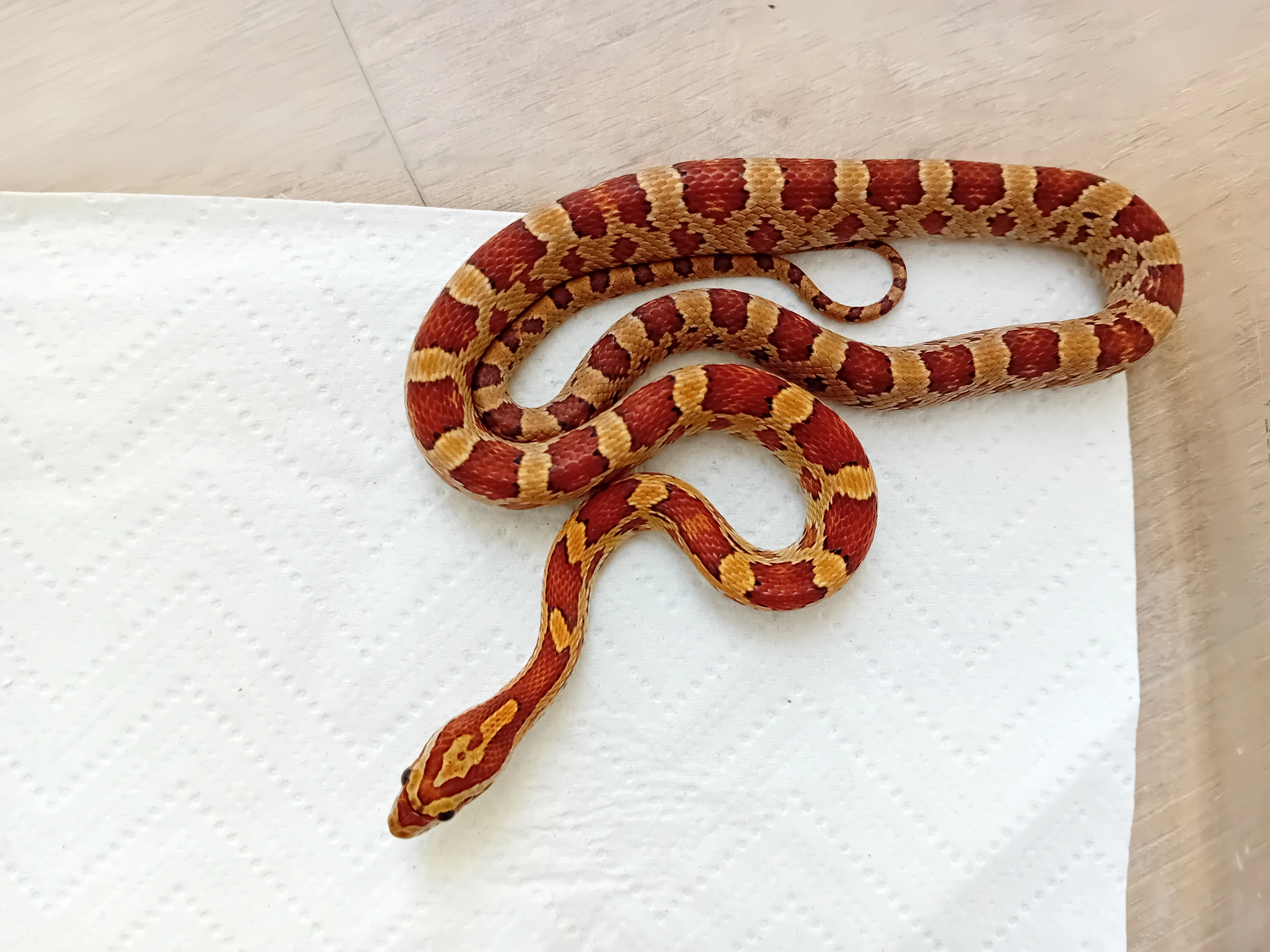 Užovka červená het Scaleless