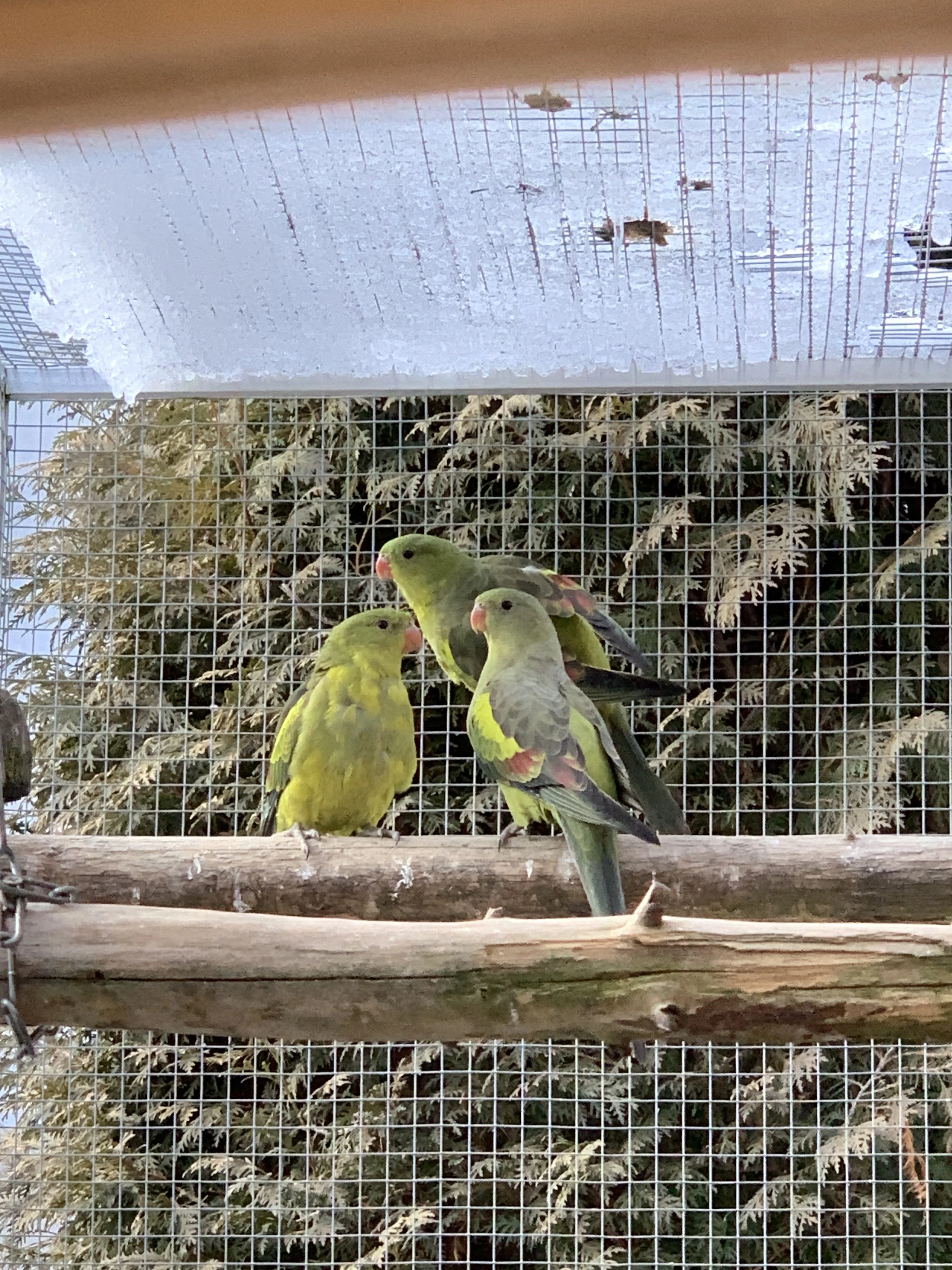 Papoušek Horský 1.1