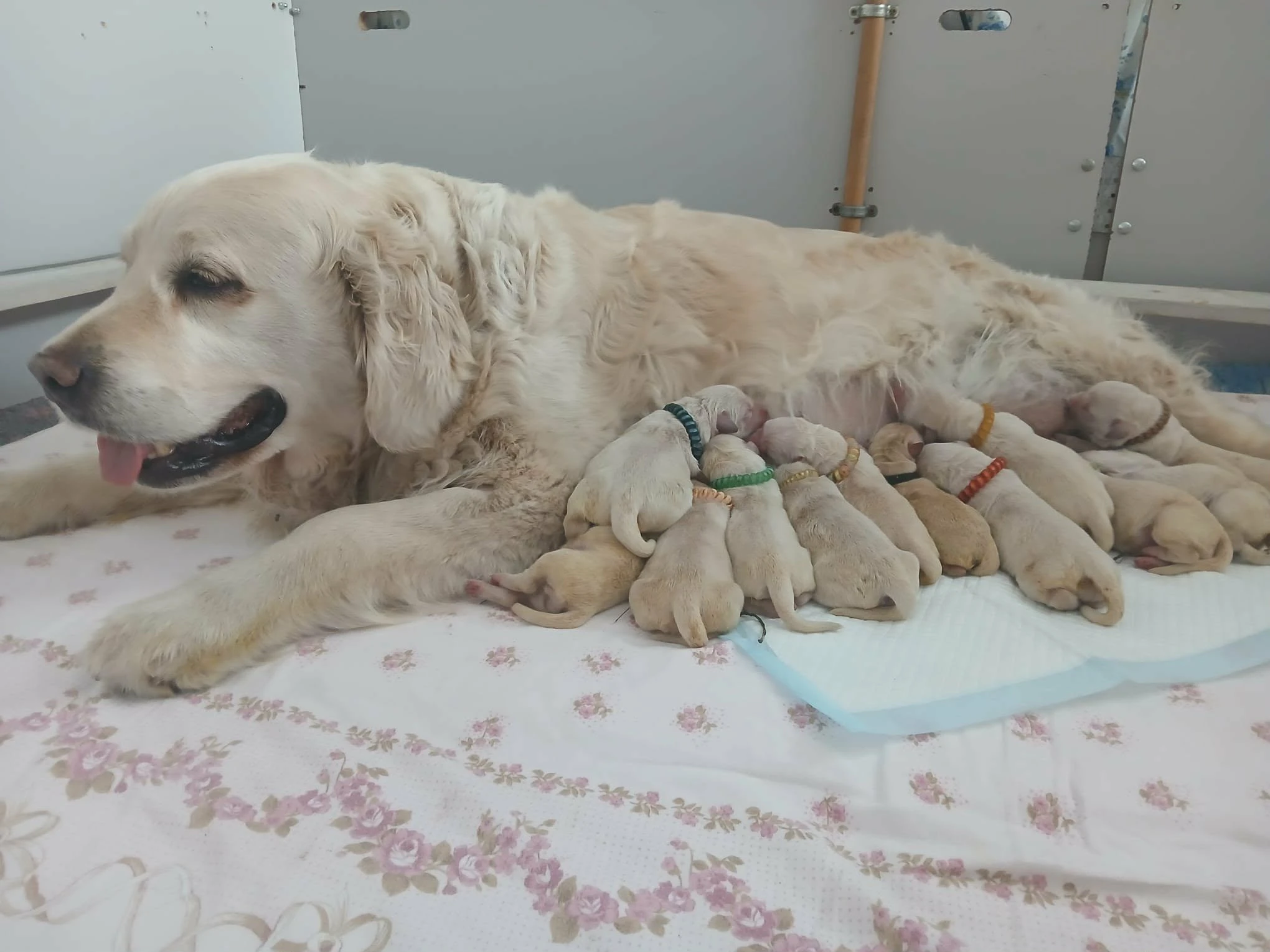 Rezervace štěňátek - fenky Zlatého retrívra s PP-odběr červen 2026