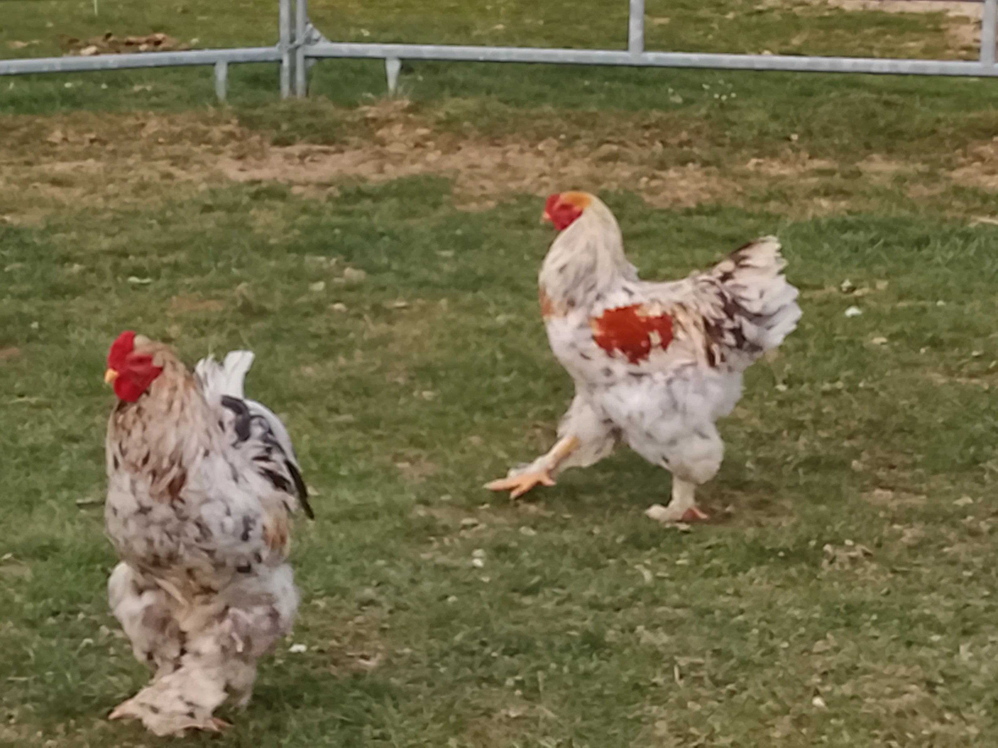 Prodám loňské kohouty