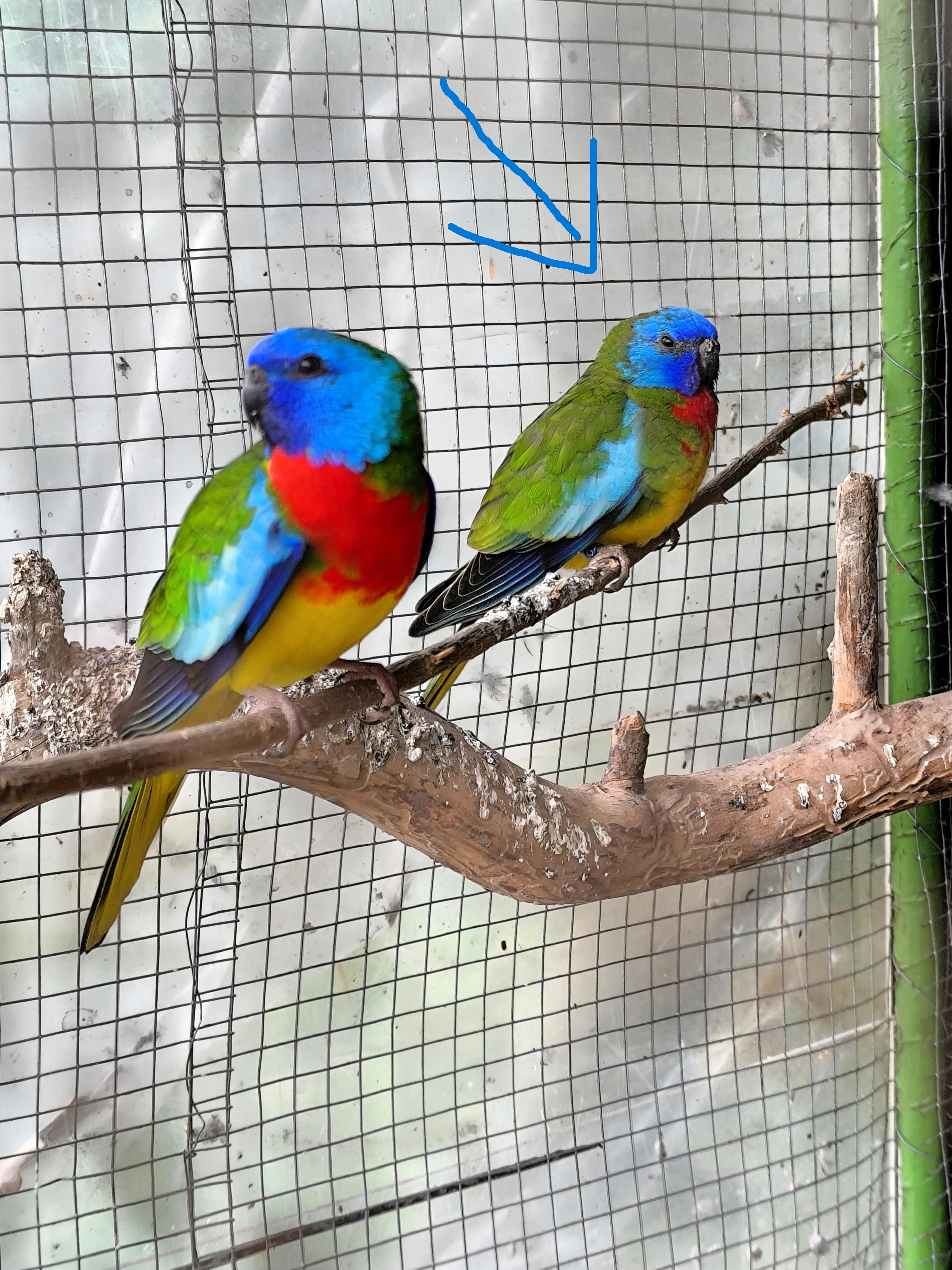 Prodám Neoféma modrohlavá přírodní sameček