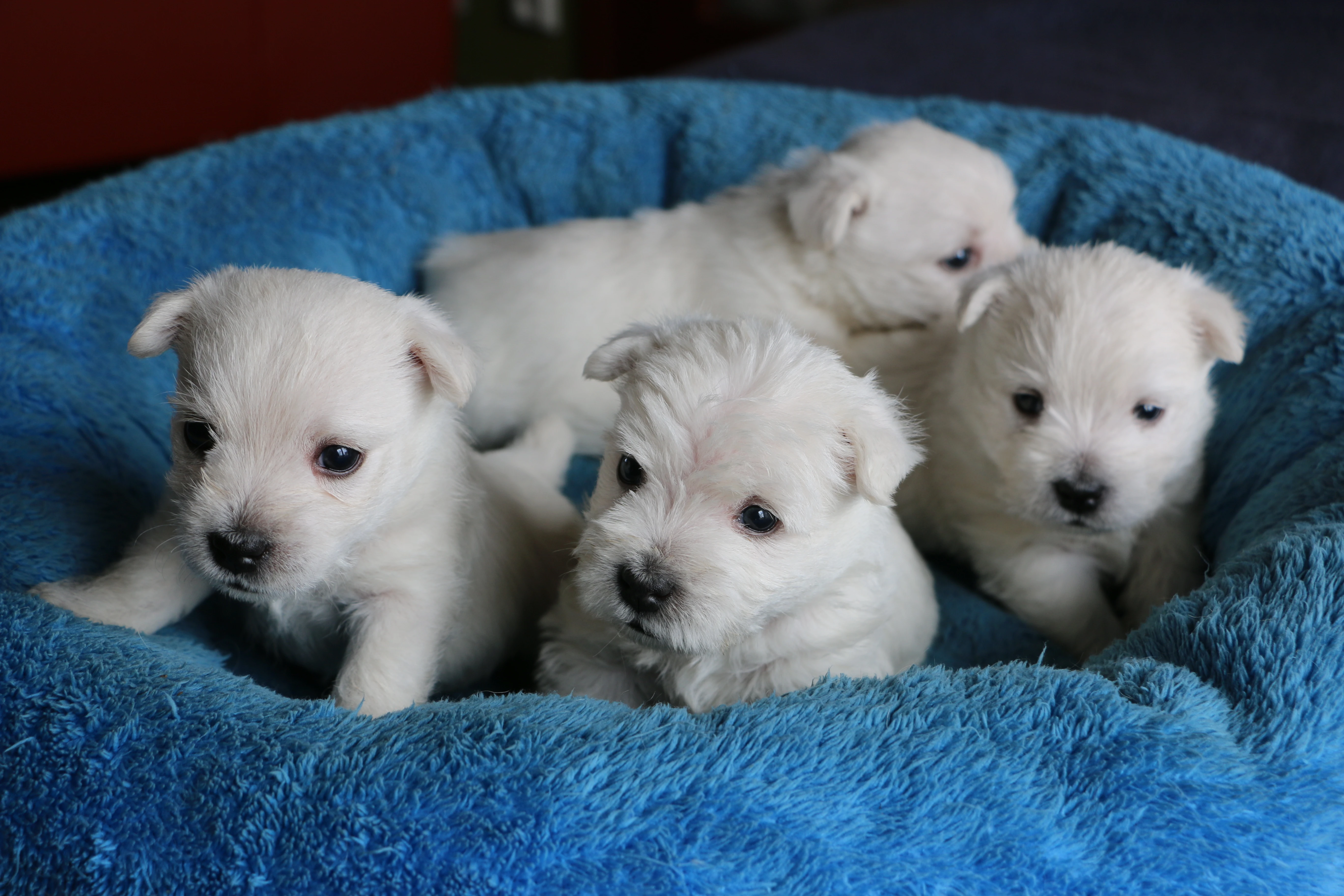 Westík - štěňátka s PP FCI