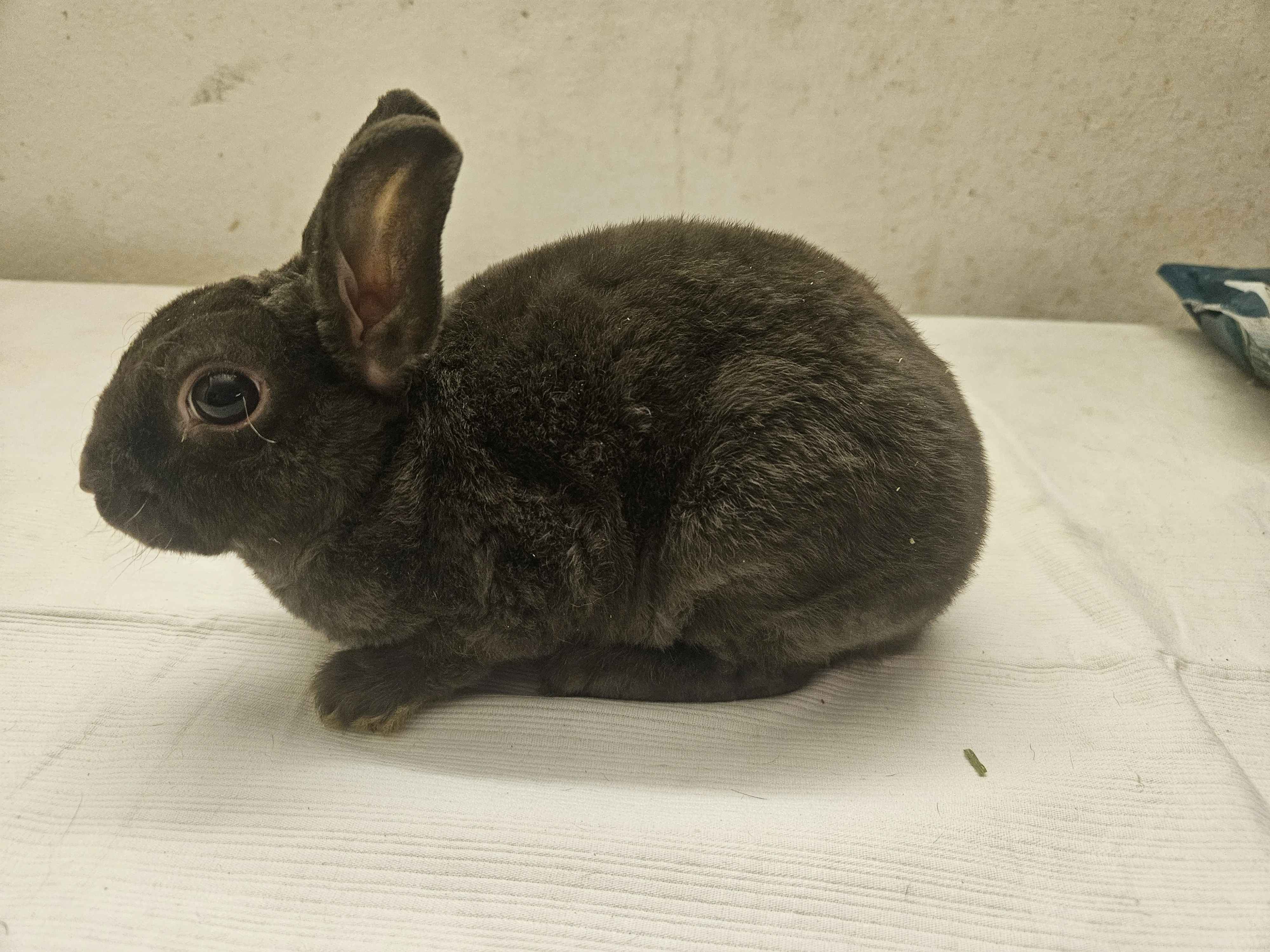 Zakrslý králíček