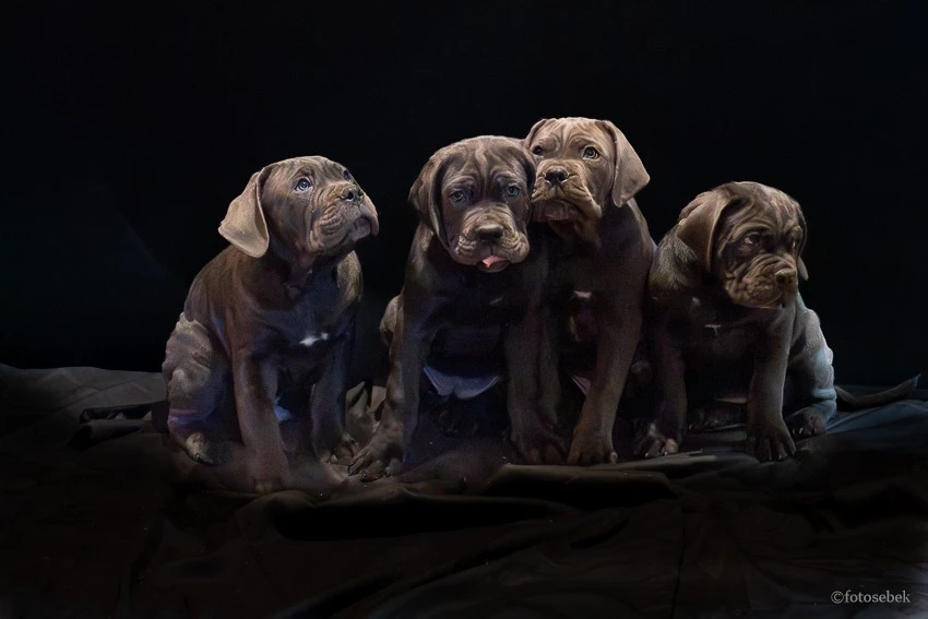 Otevřena rezervace na nový vrh štěňat Cane Corso s PP FCI