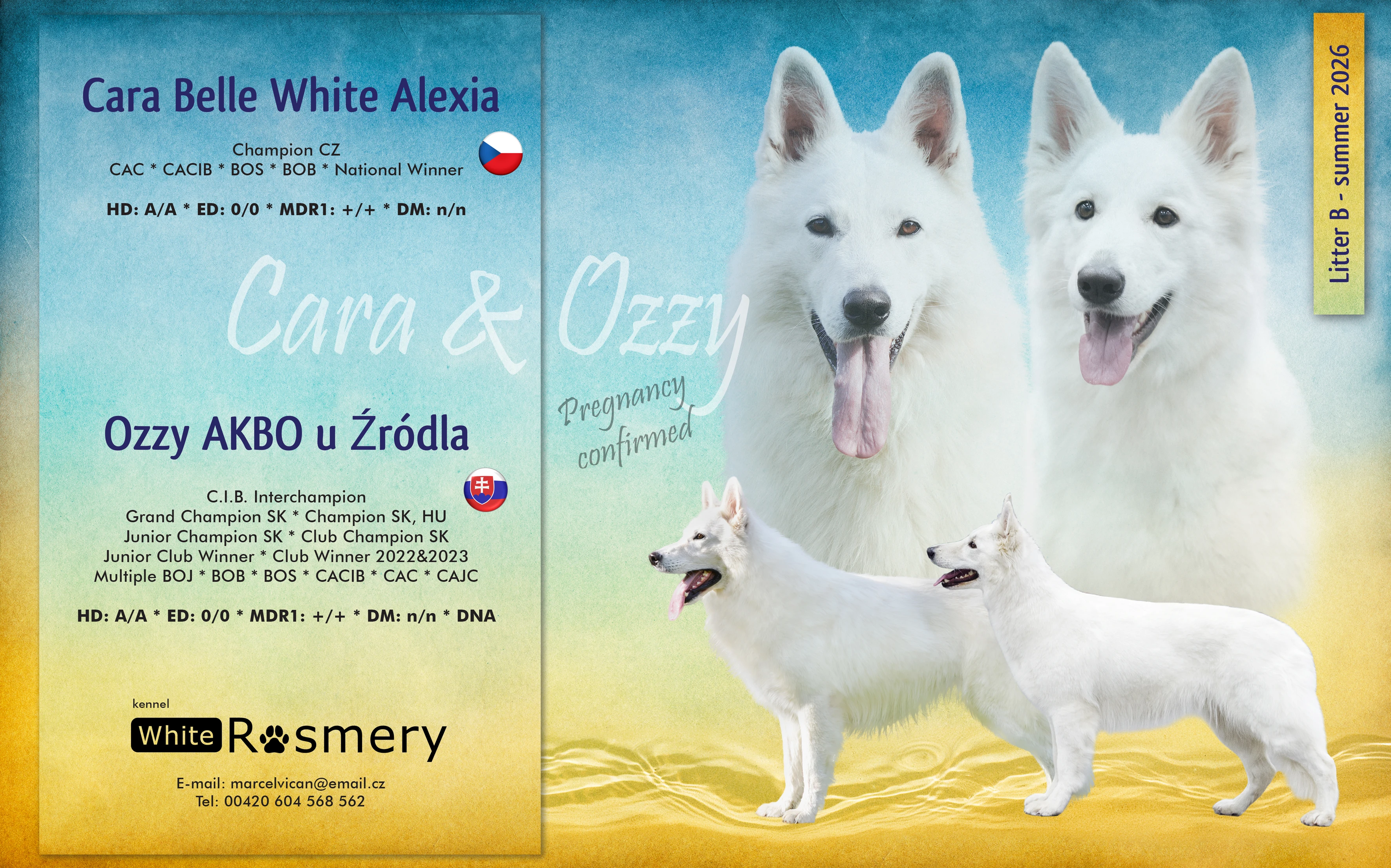  Očekáváme výjimečná štěňátka Bílého švýcarského ovčáka 
