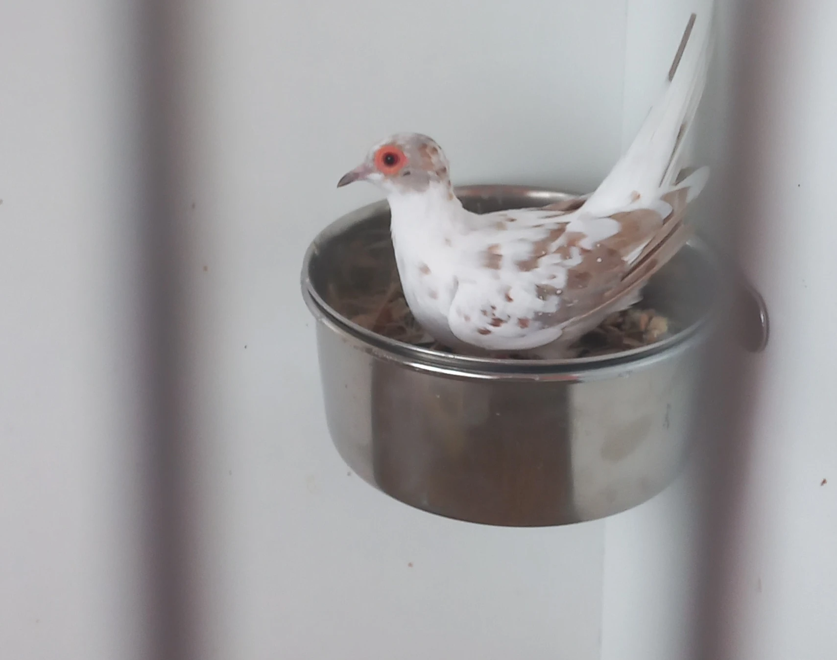 Pár holoubků diamantových