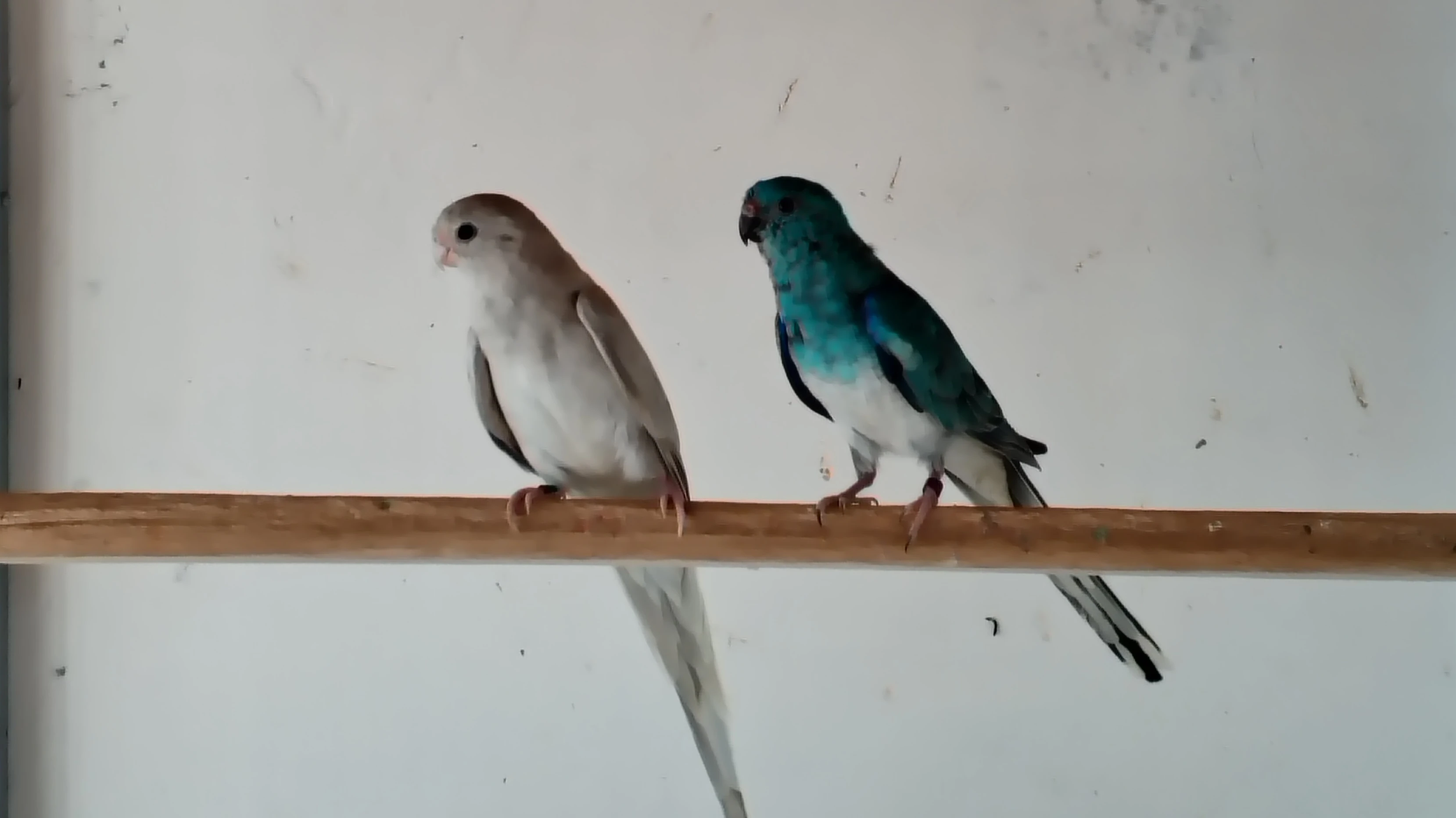 Chovný pár papoušek zpěvavý modrý