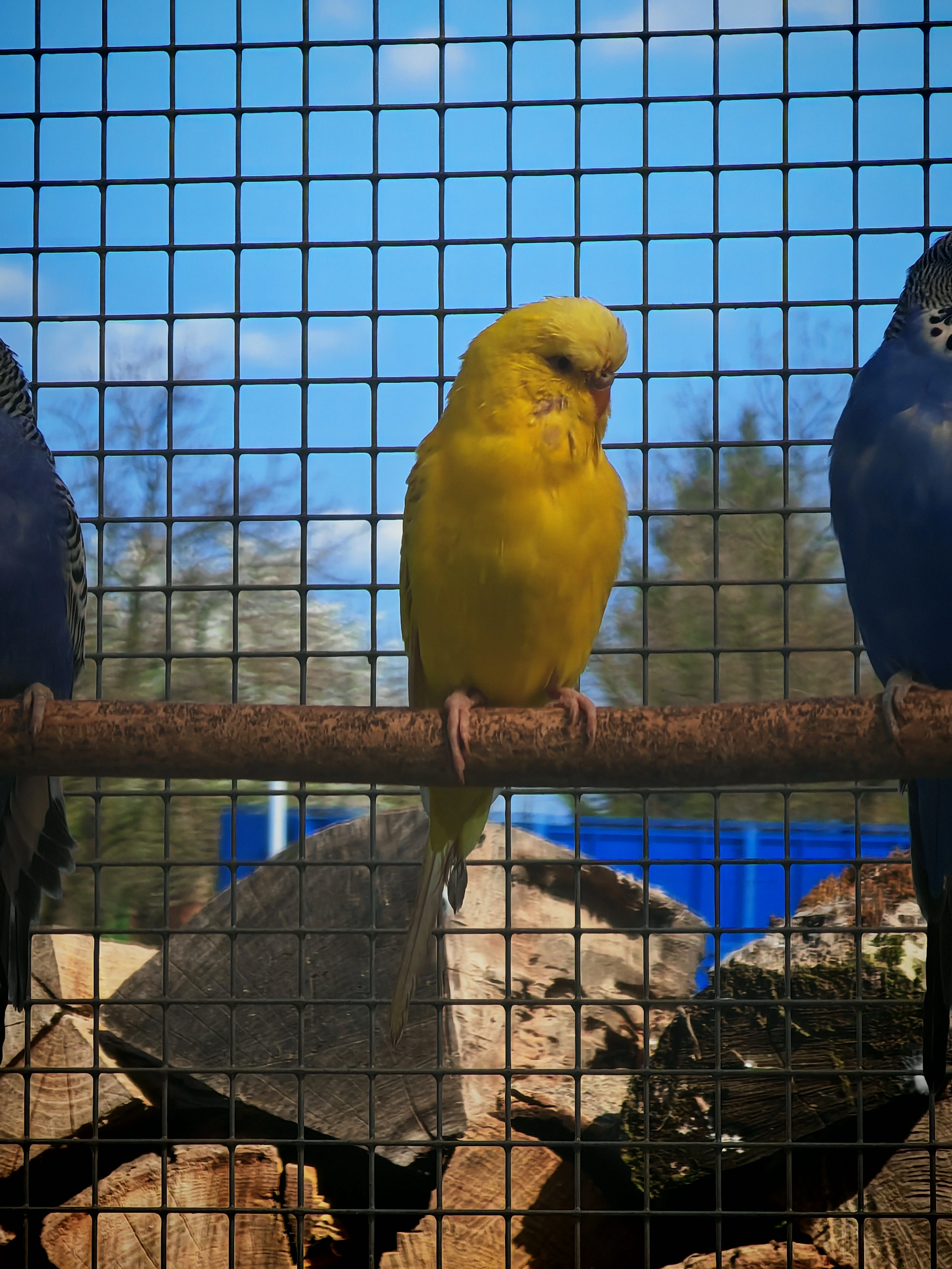 Andulka vlnkovaná TCB žlutá krajková samec